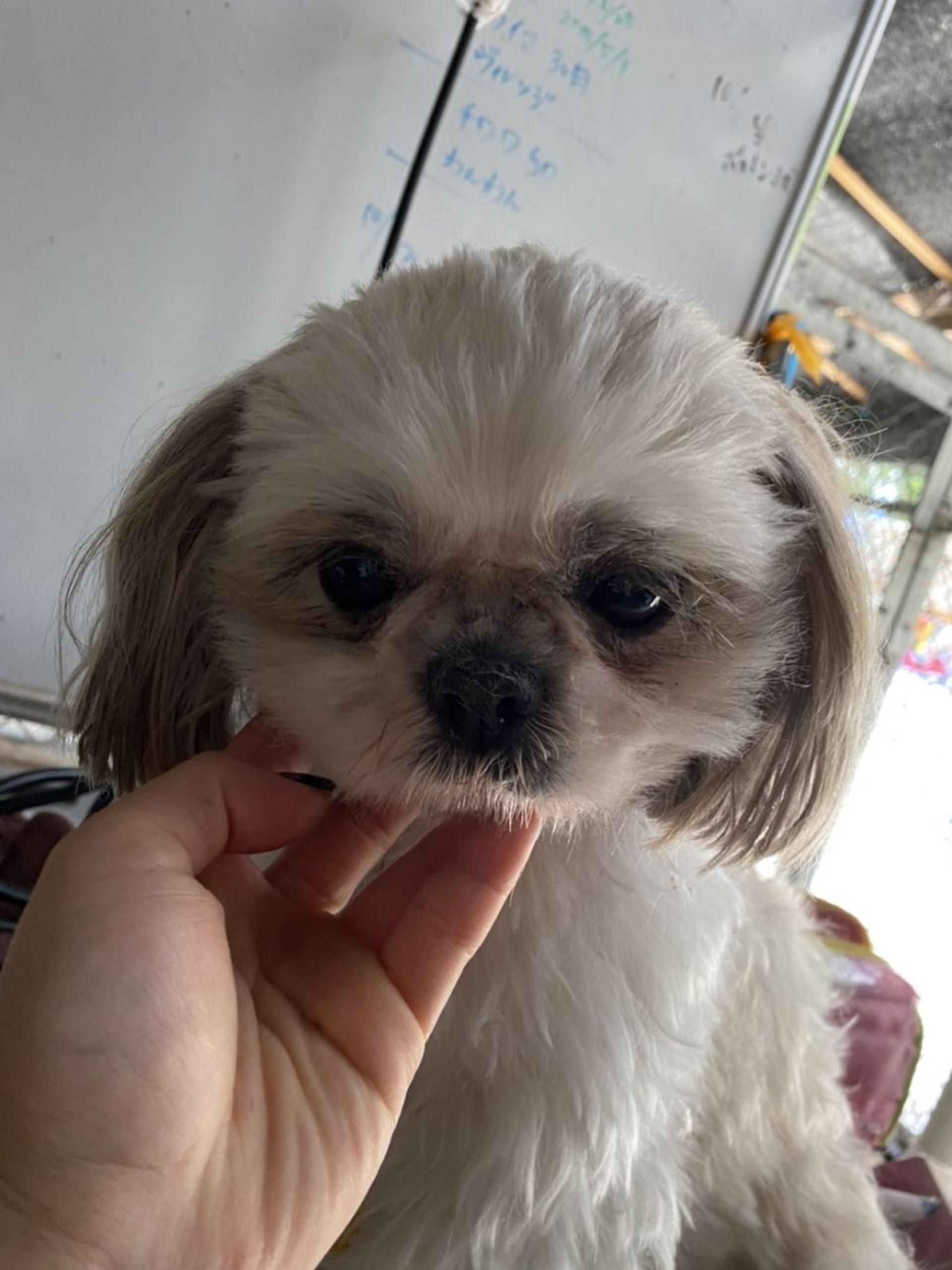 pet-image-5