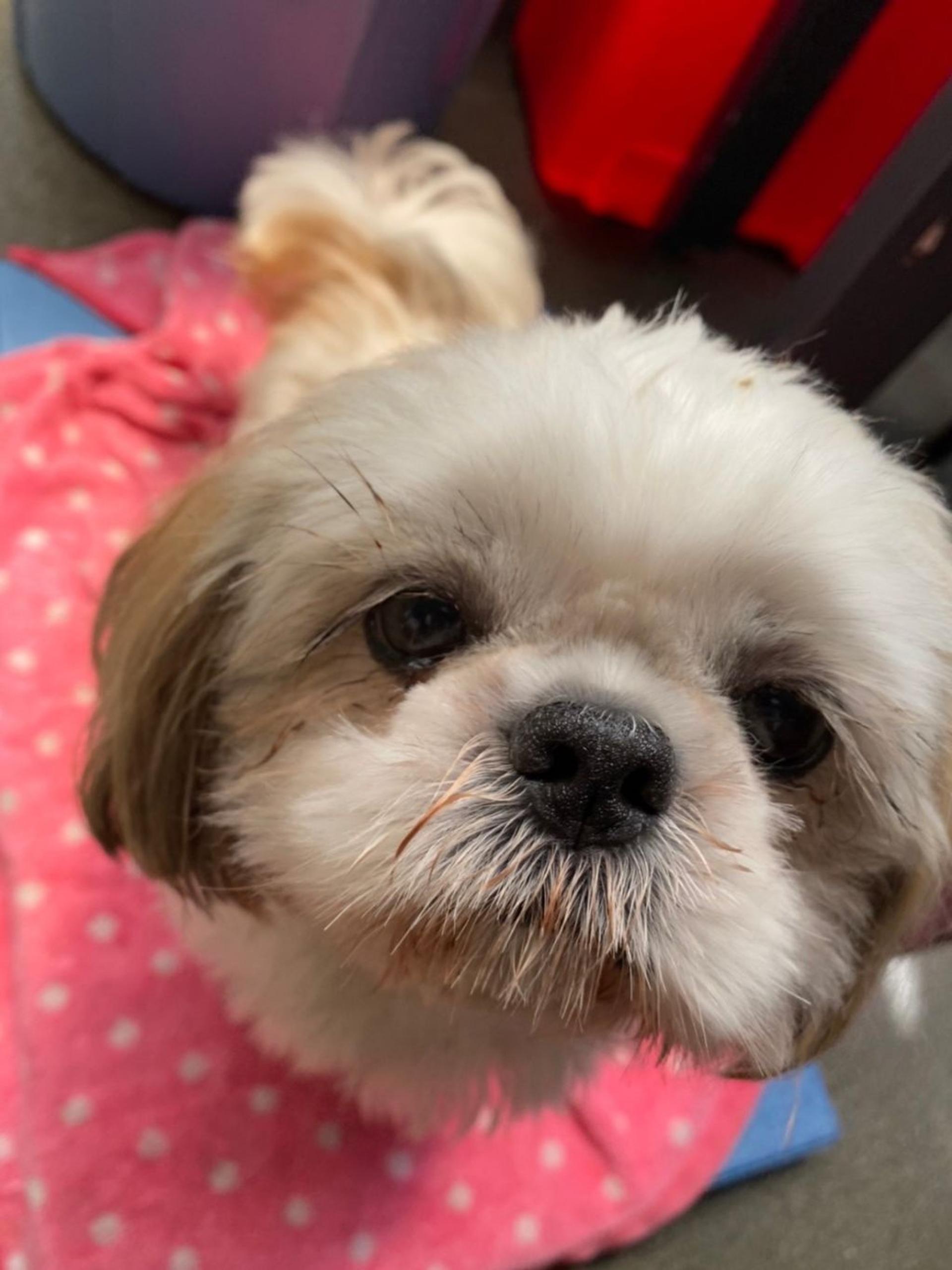 pet-image-4