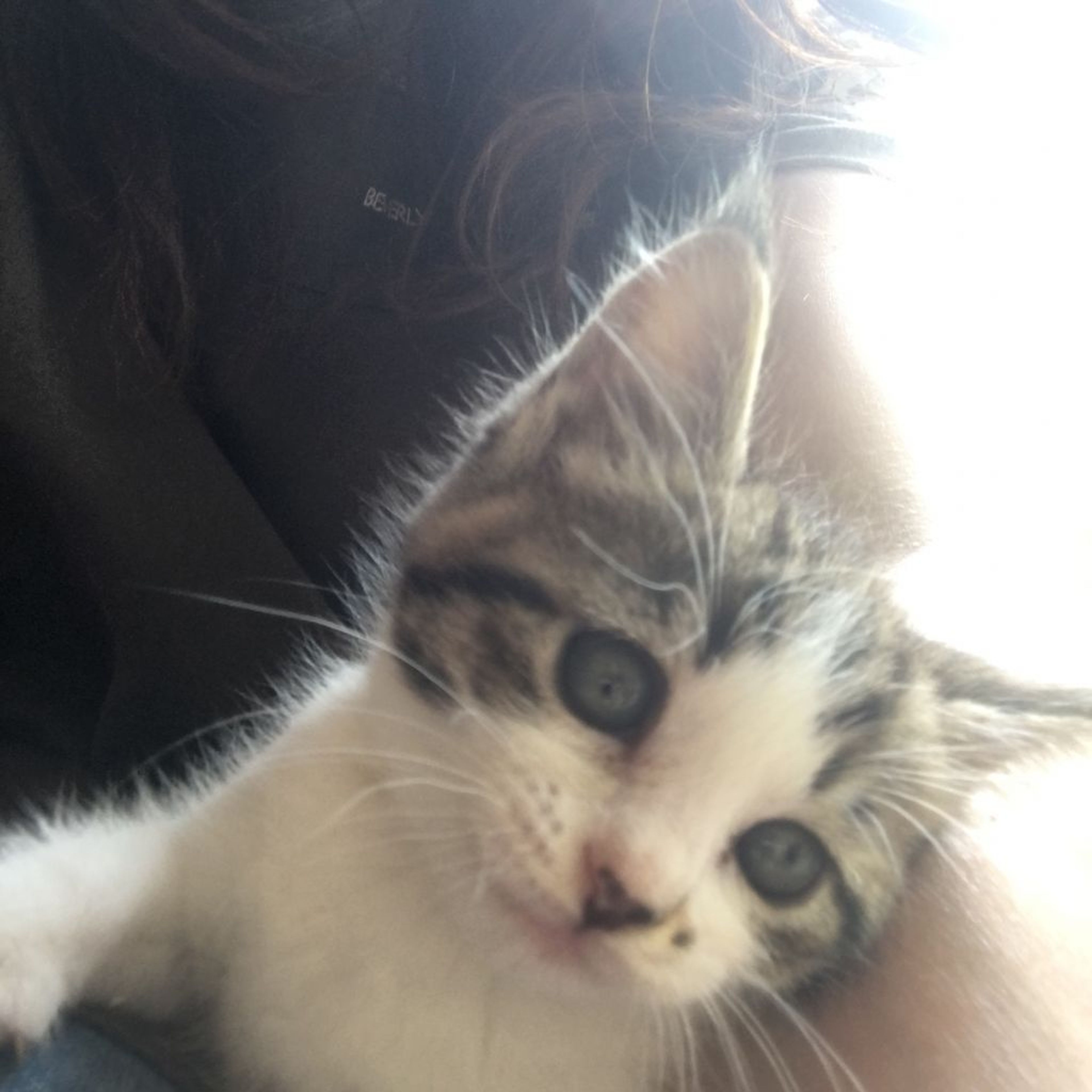 雑種（ミックス猫）・メスの里親募集の写真