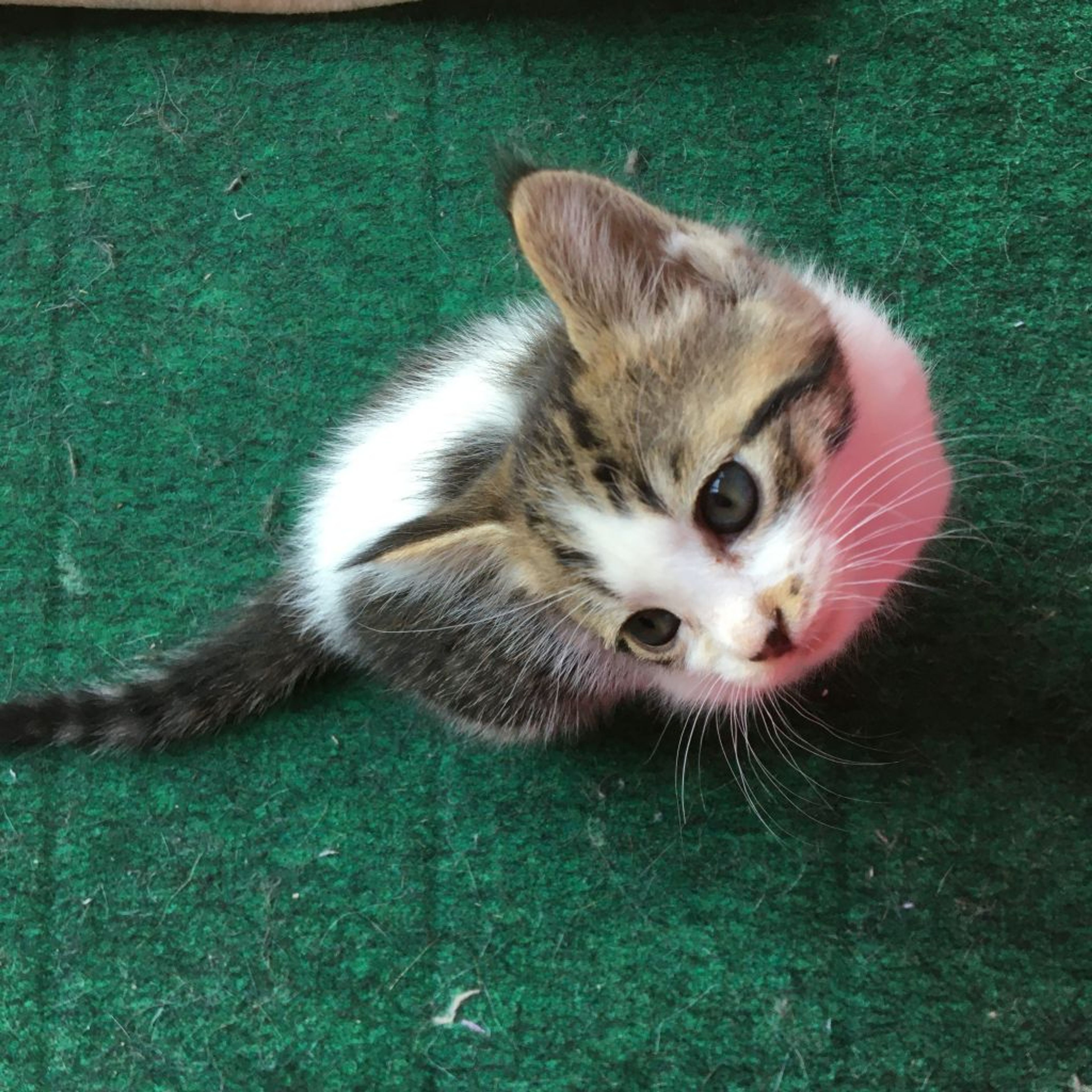pet-image-2