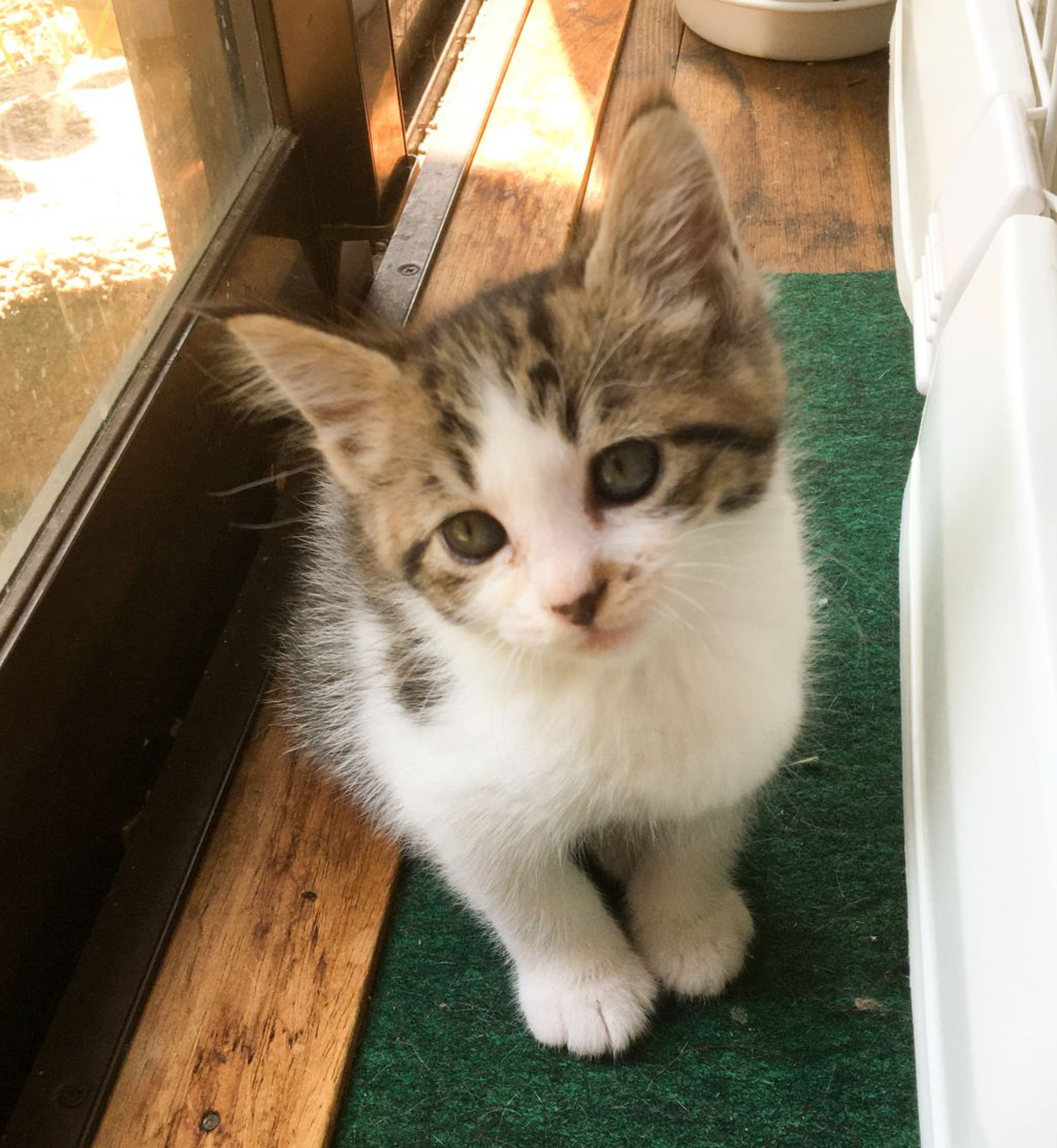 pet-image-3