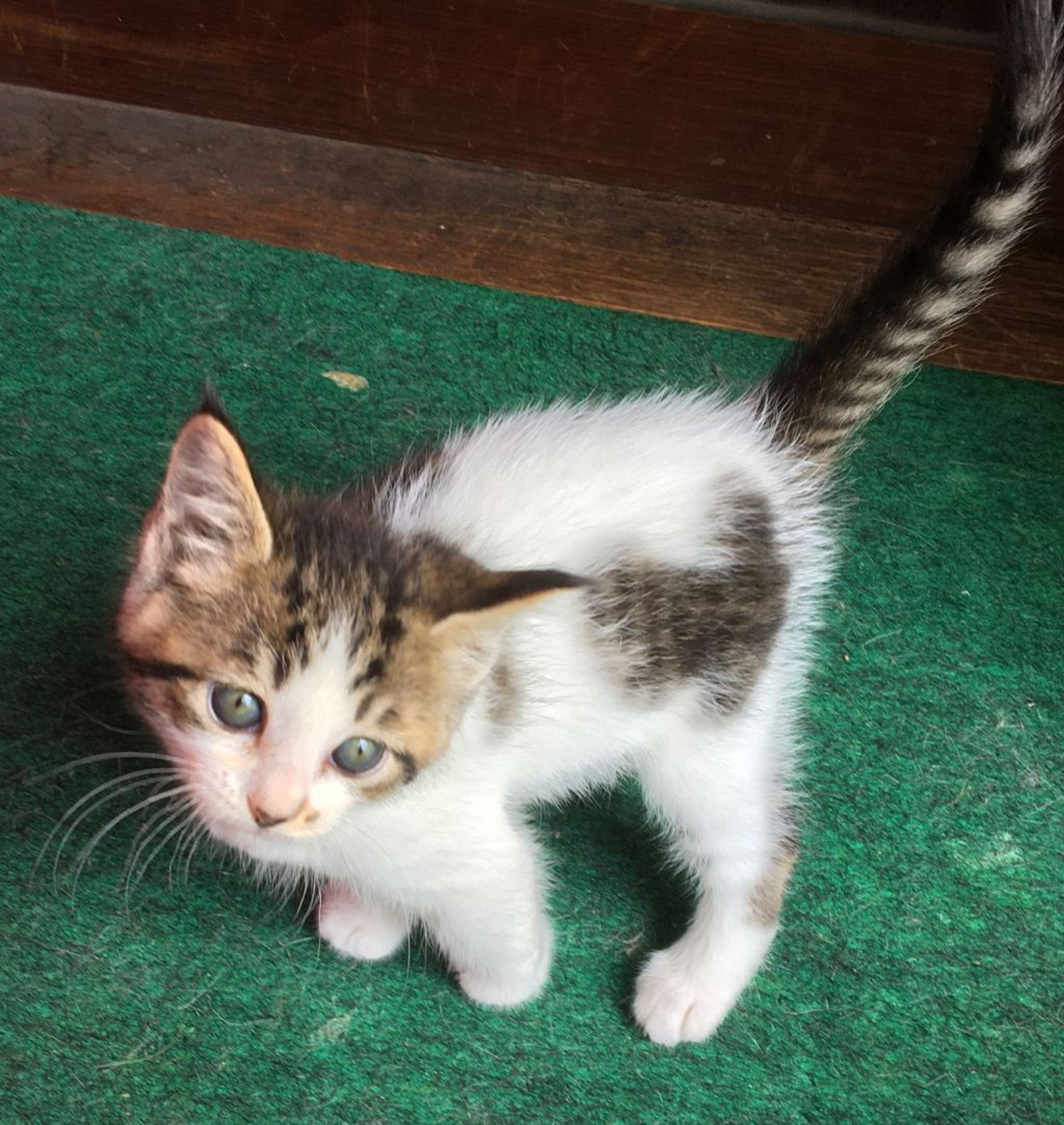 pet-image-4