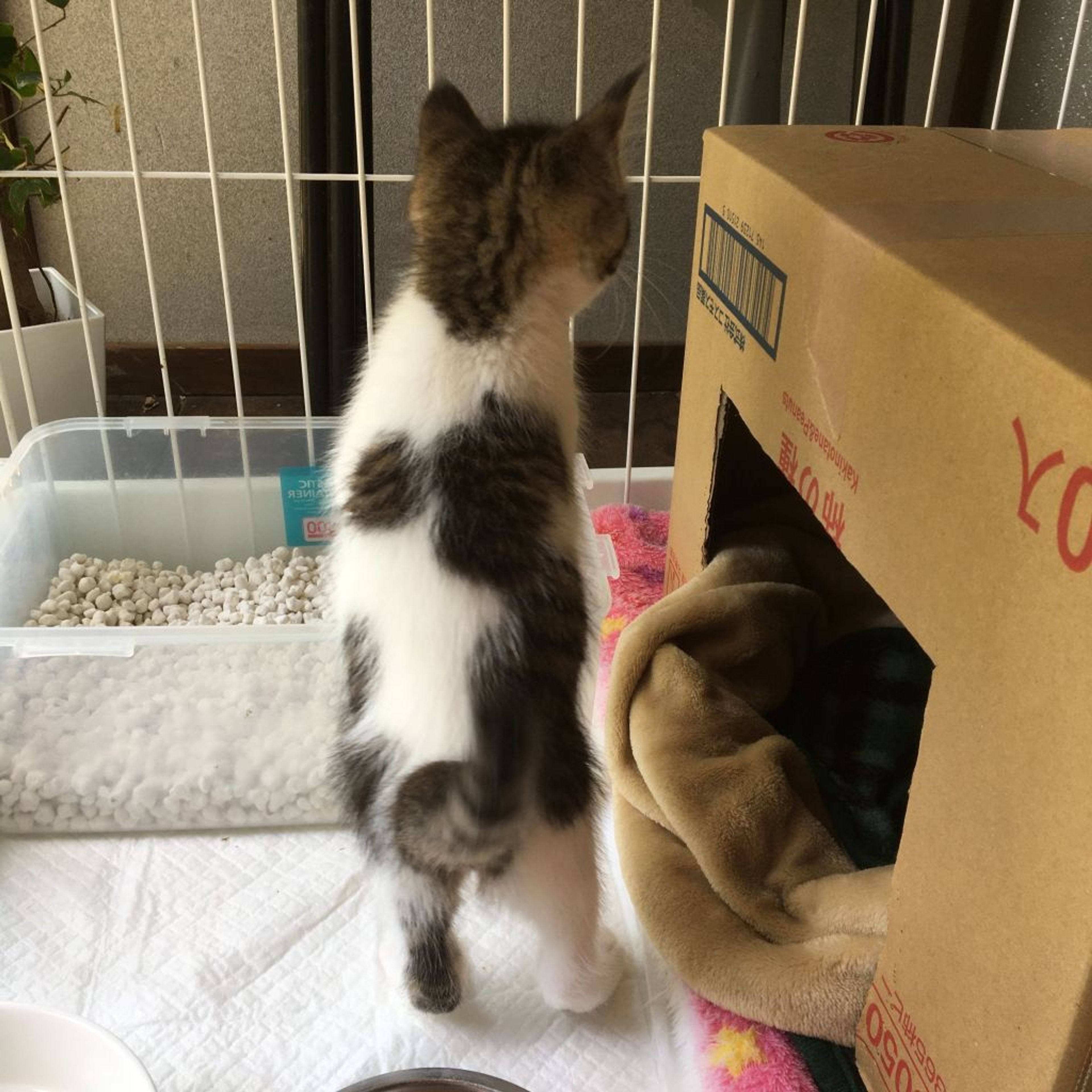 pet-image-6