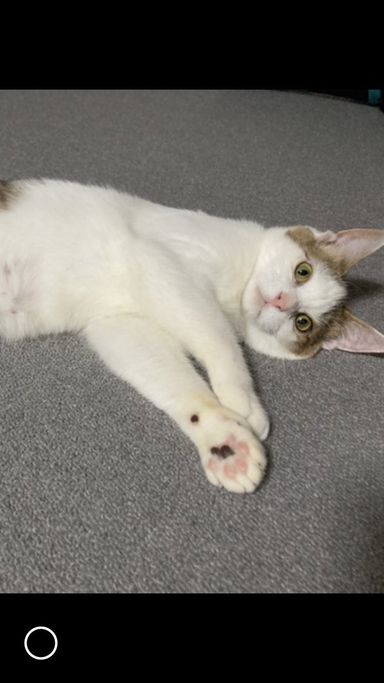 写真更新！すずめの写真