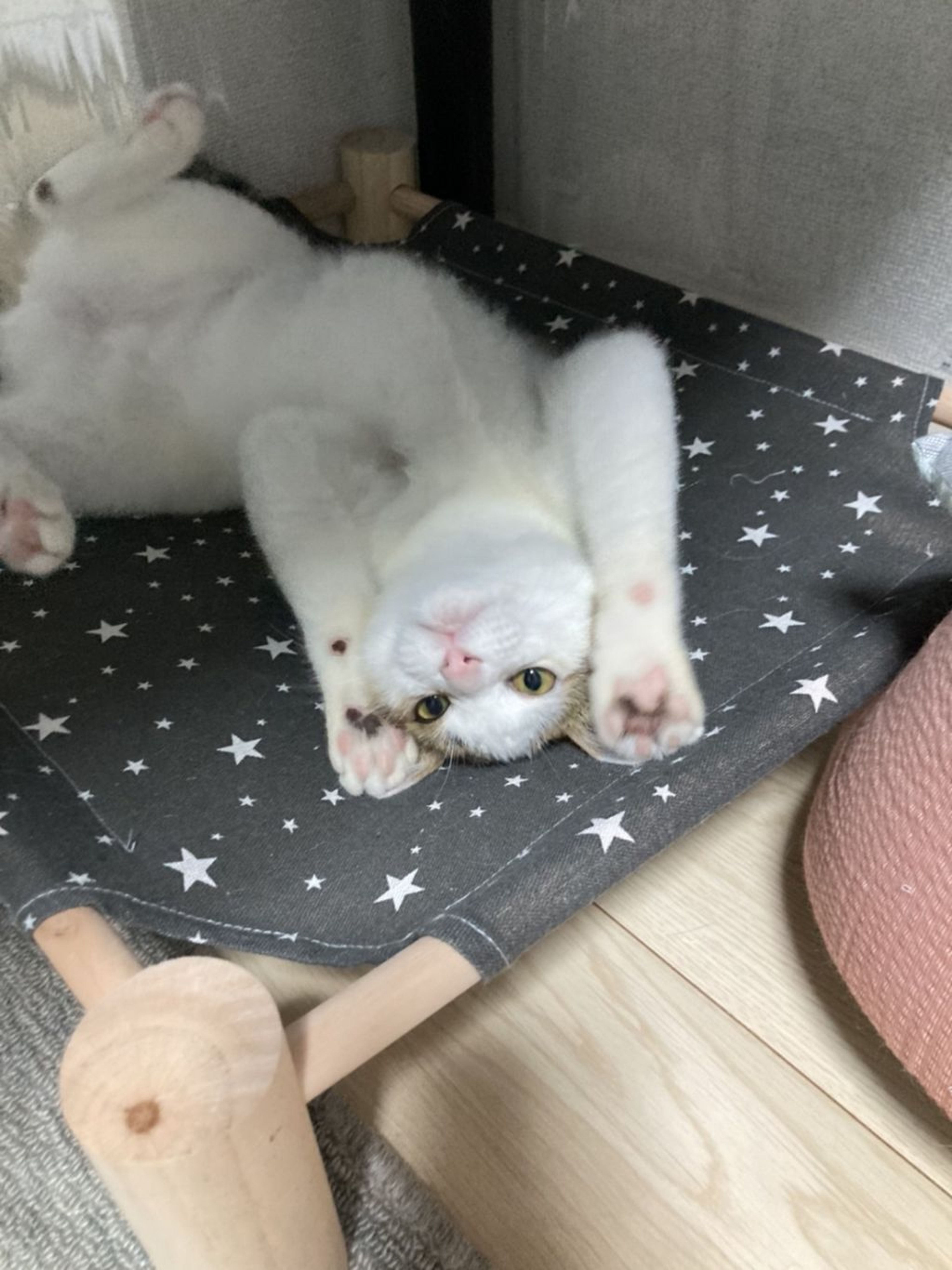 pet-image-3