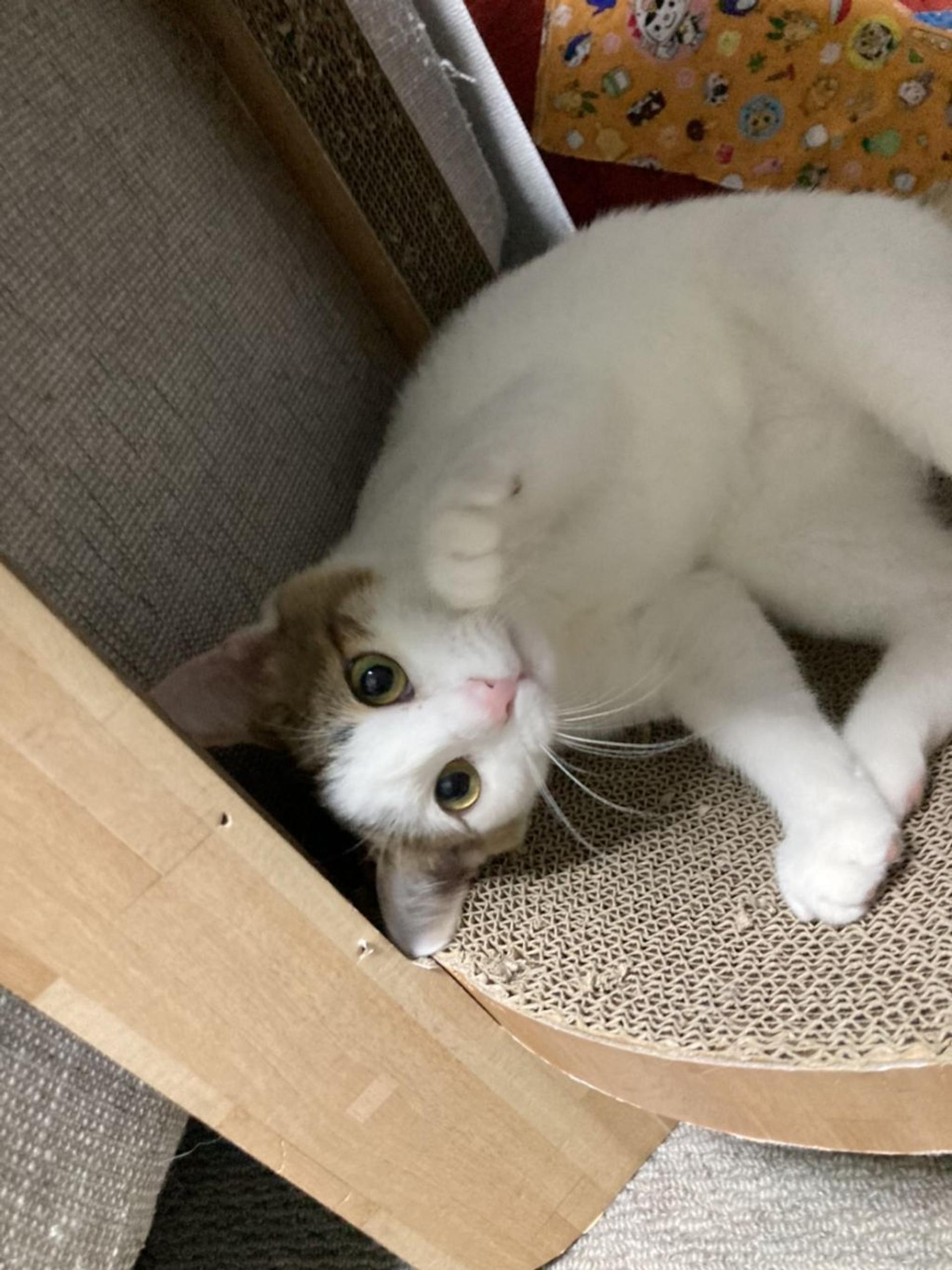 pet-image-2