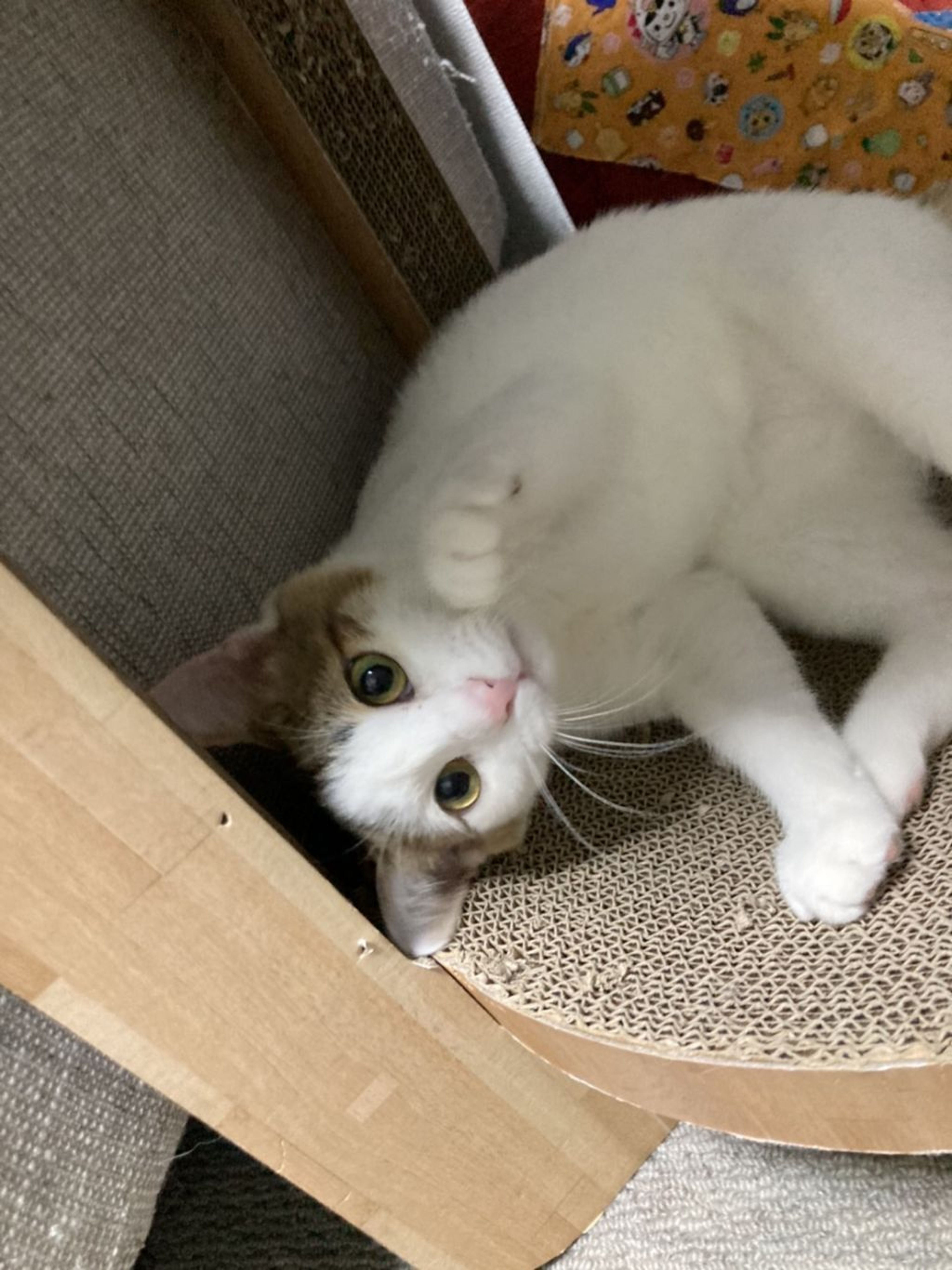 pet-image-2