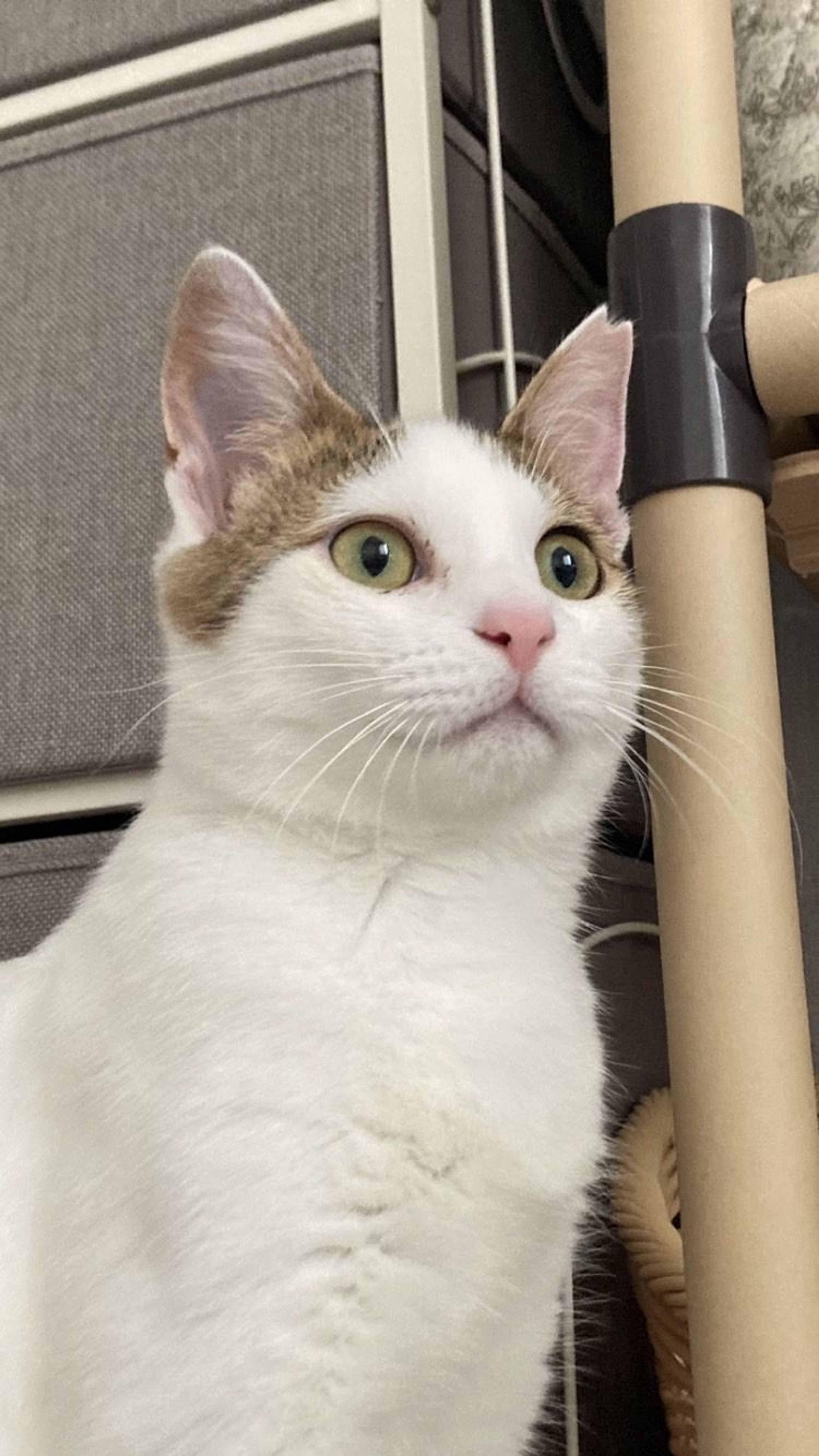 pet-image-4