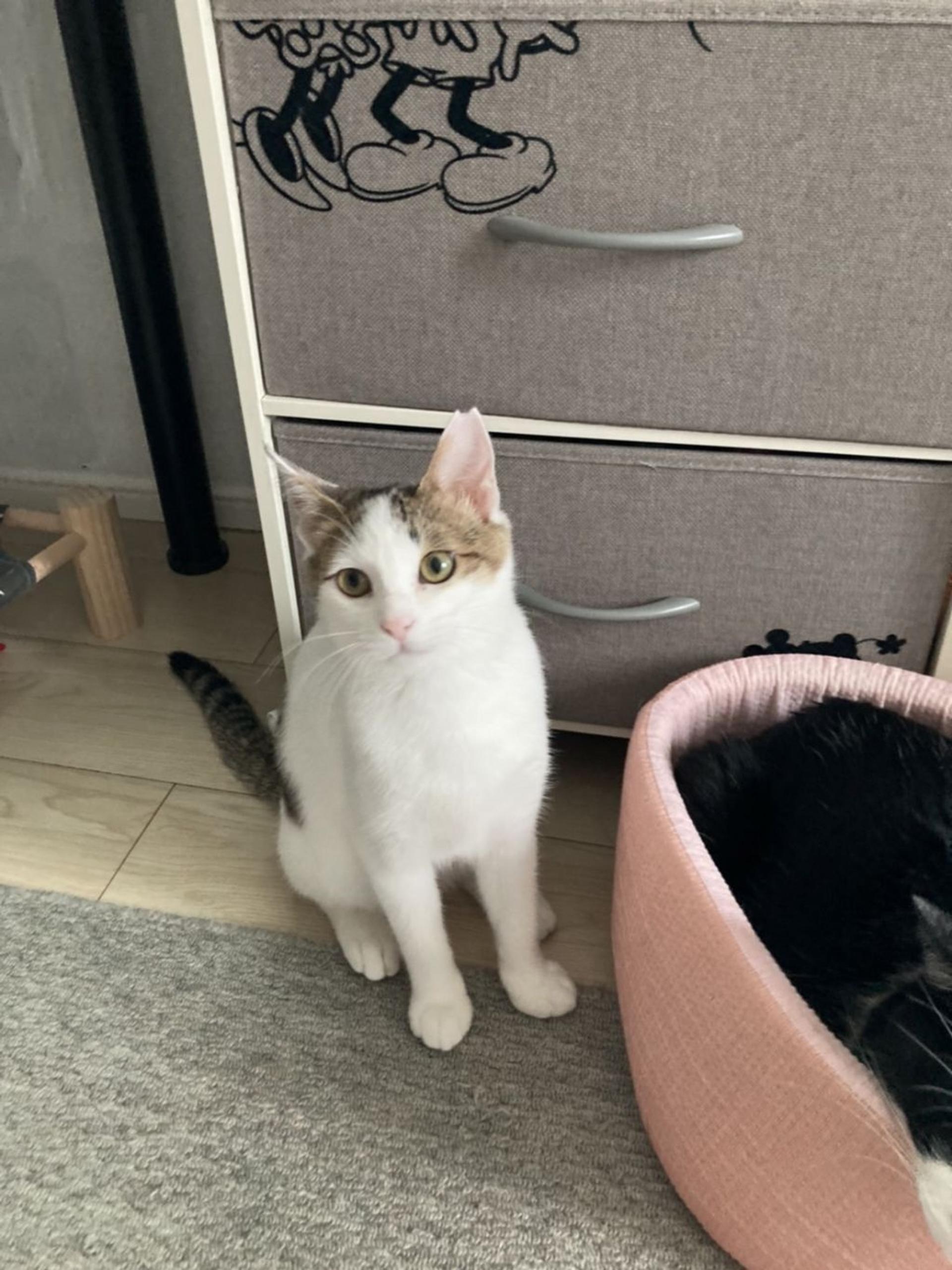 pet-image-5