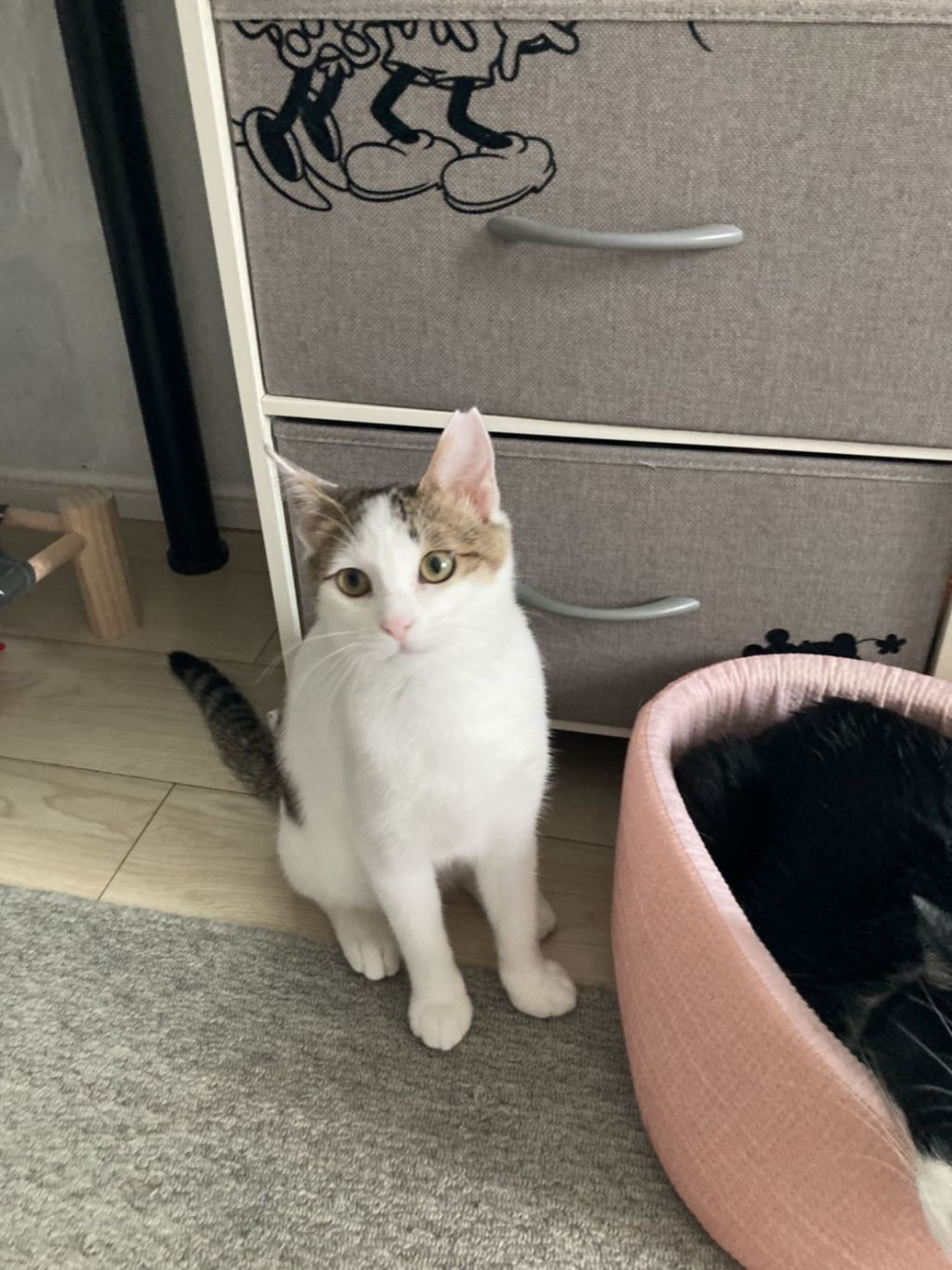 pet-image-5