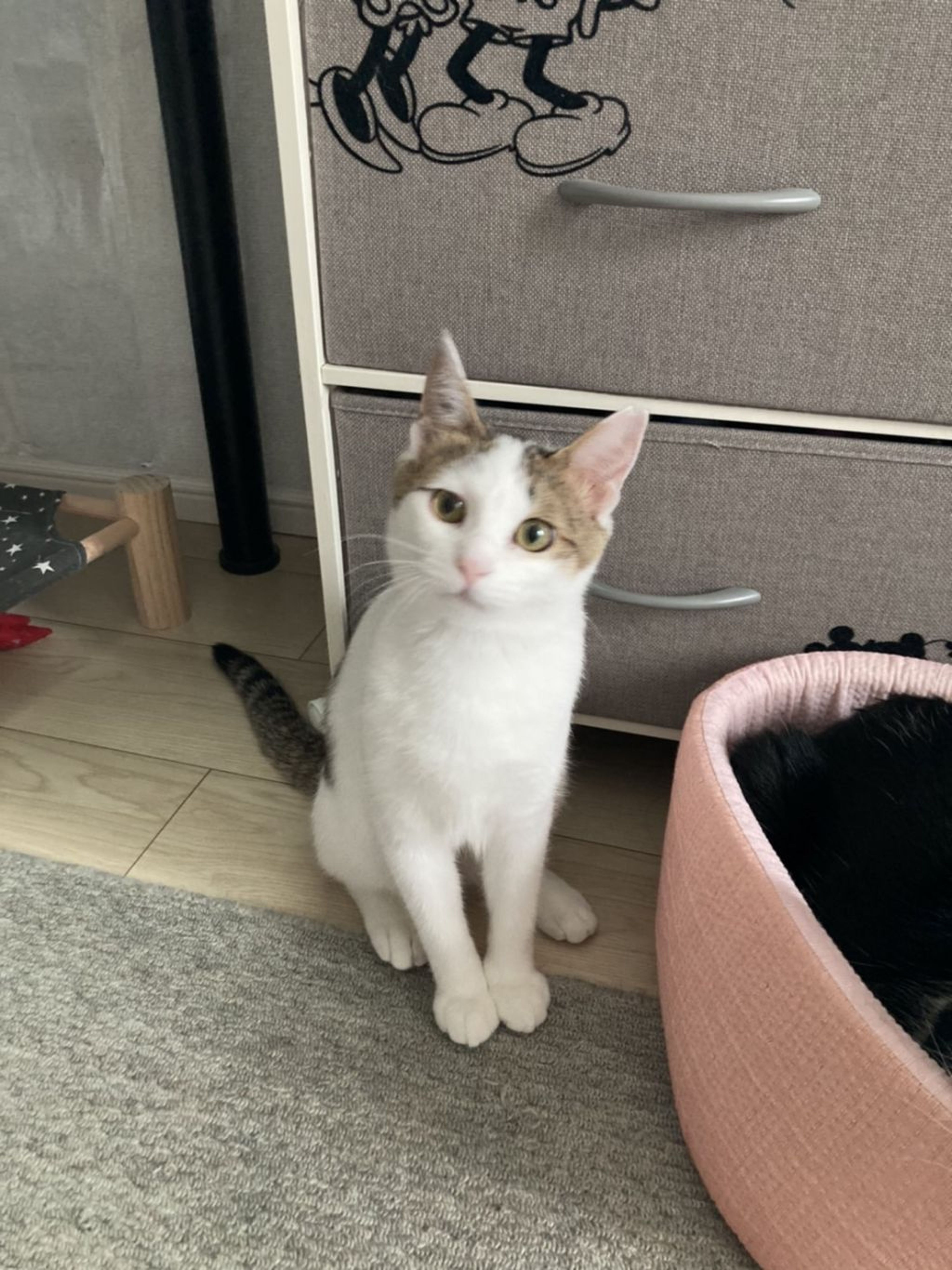 pet-image-6