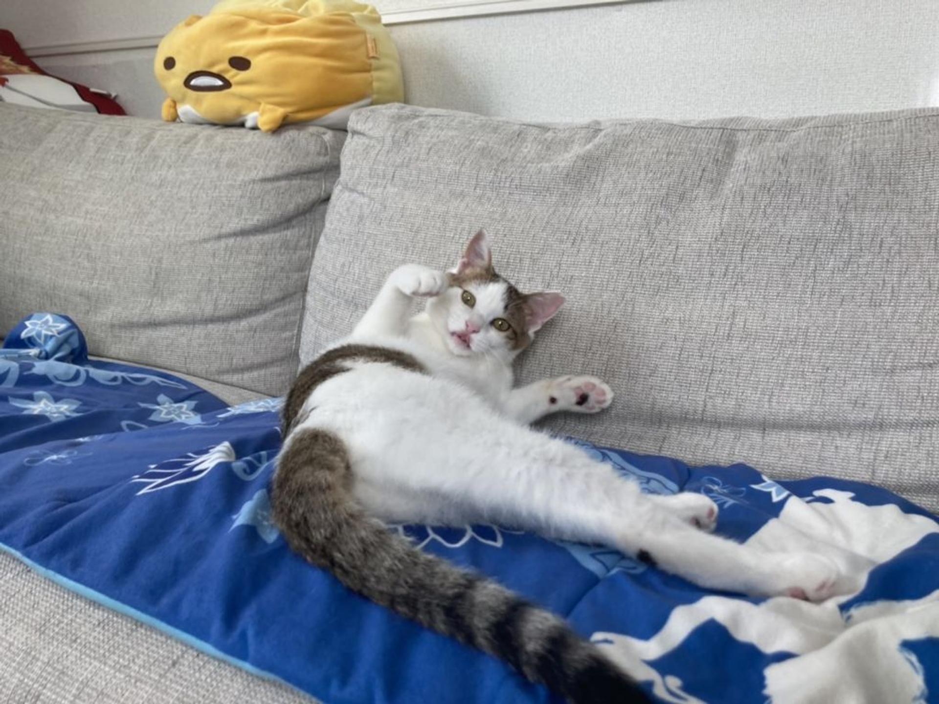 pet-image-7