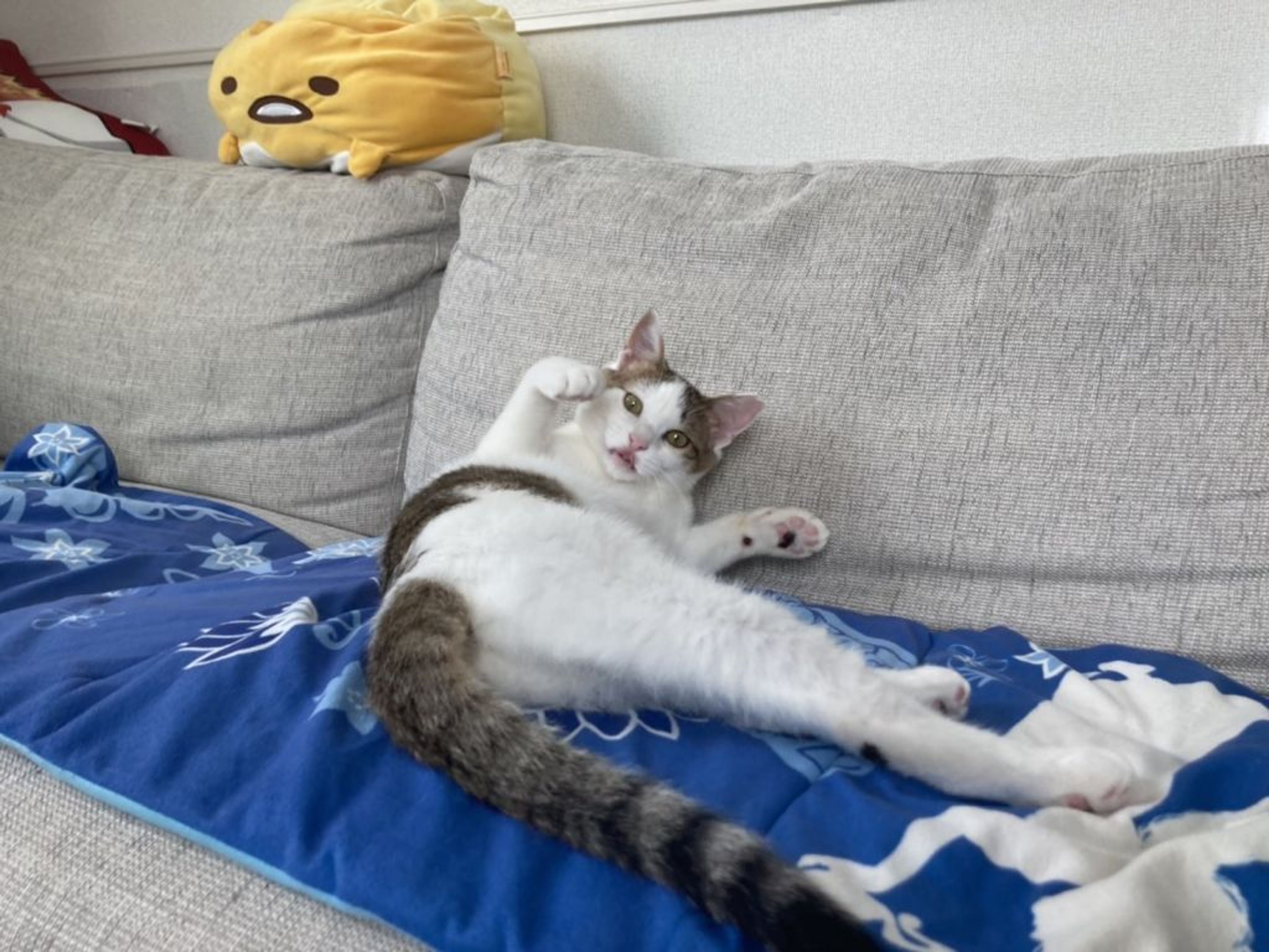 pet-image-7
