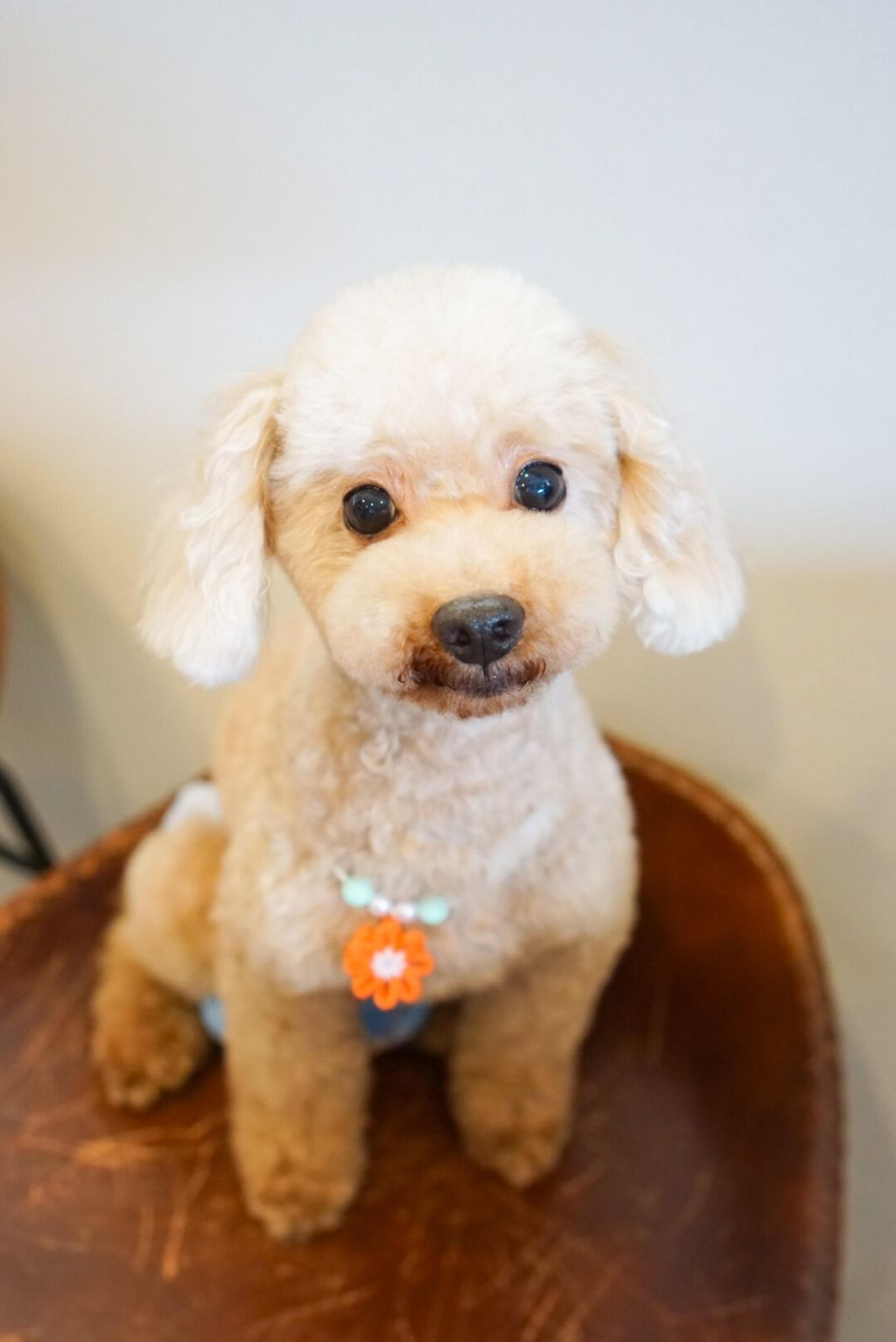 pet-image-2
