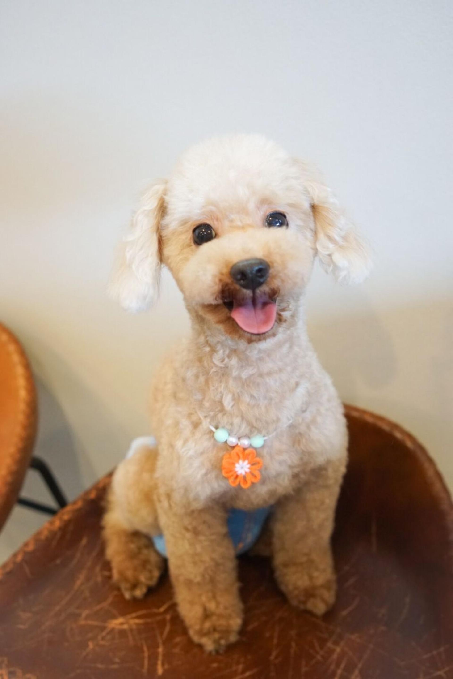 pet-image-3
