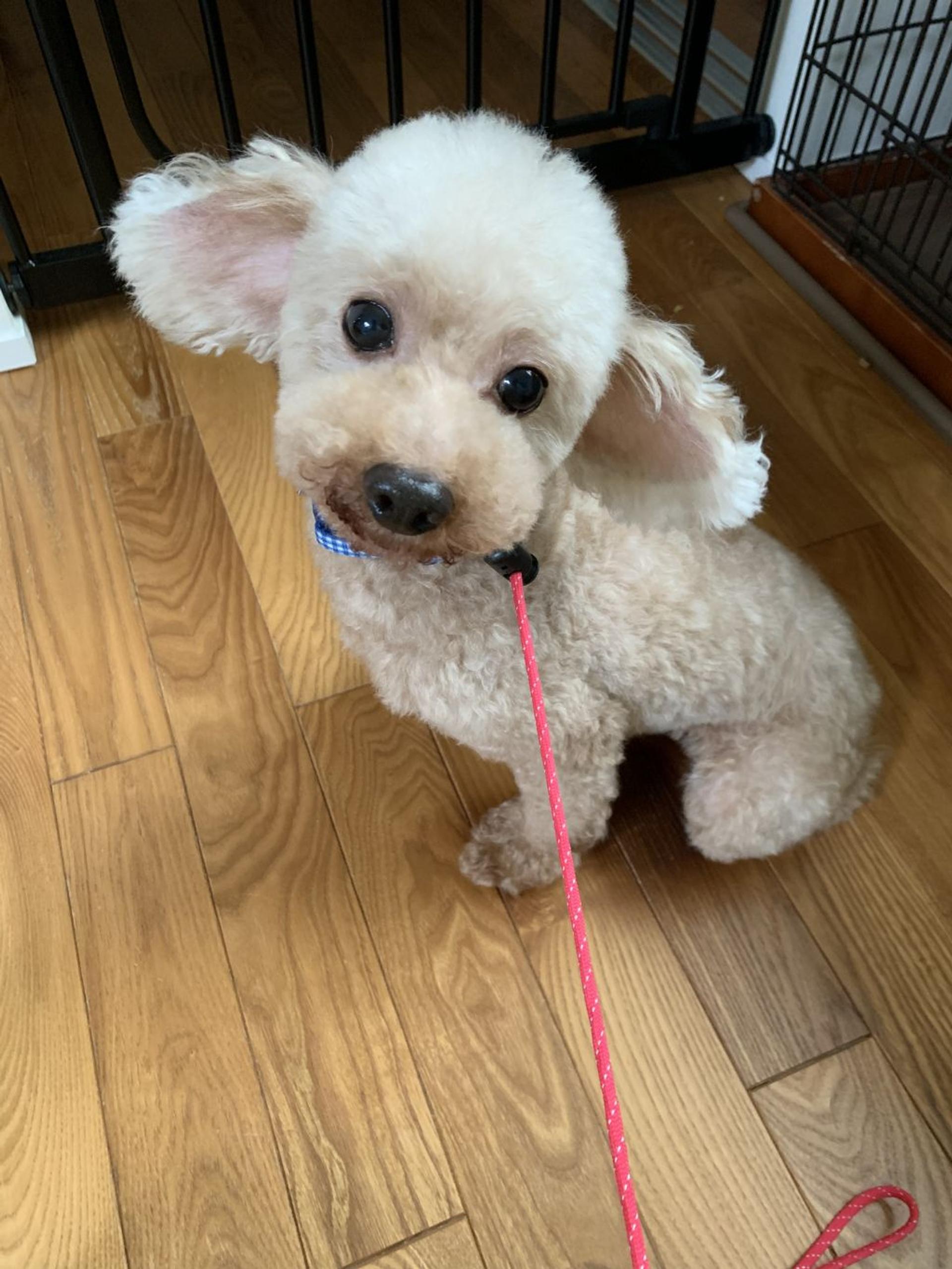 pet-image-4