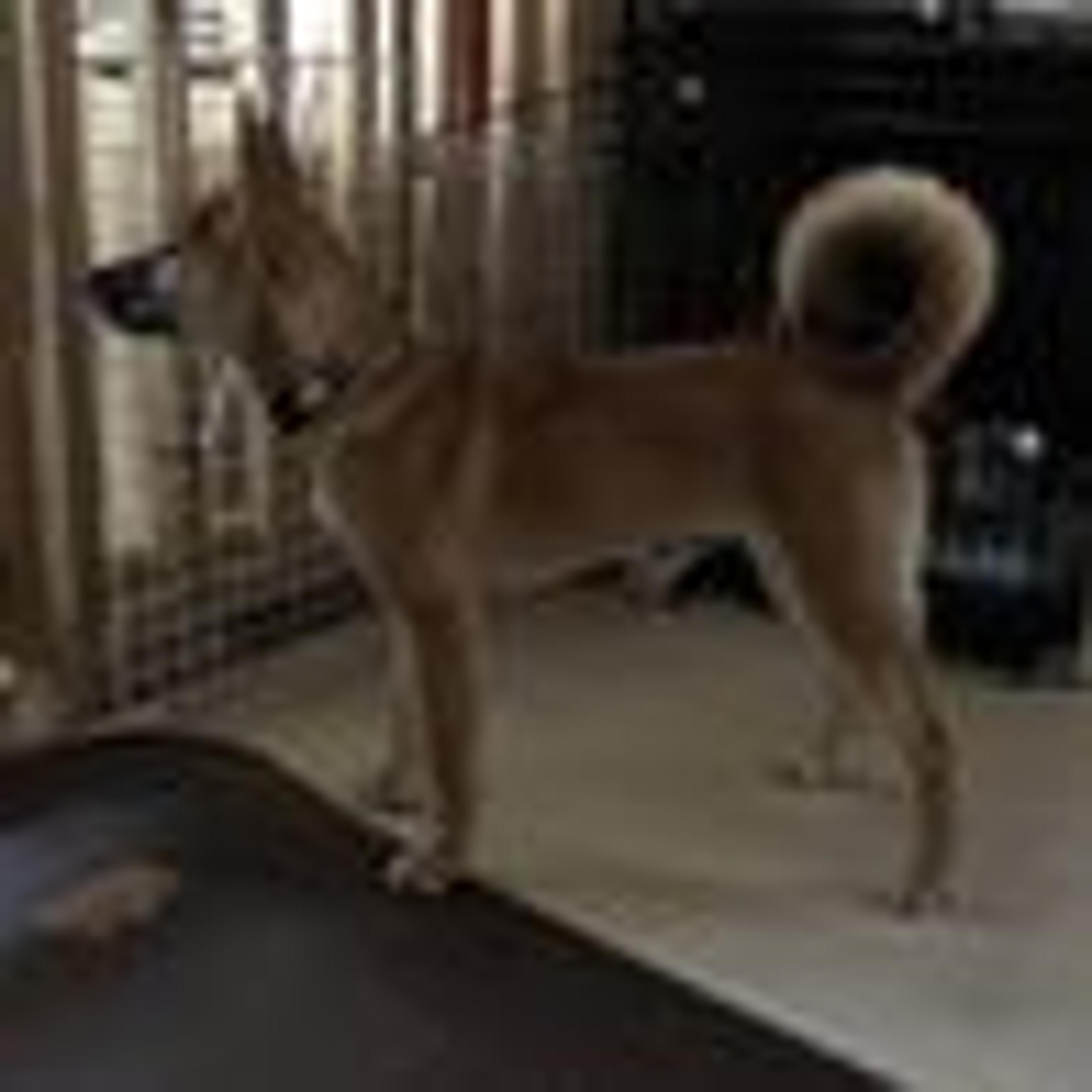 pet-image-3