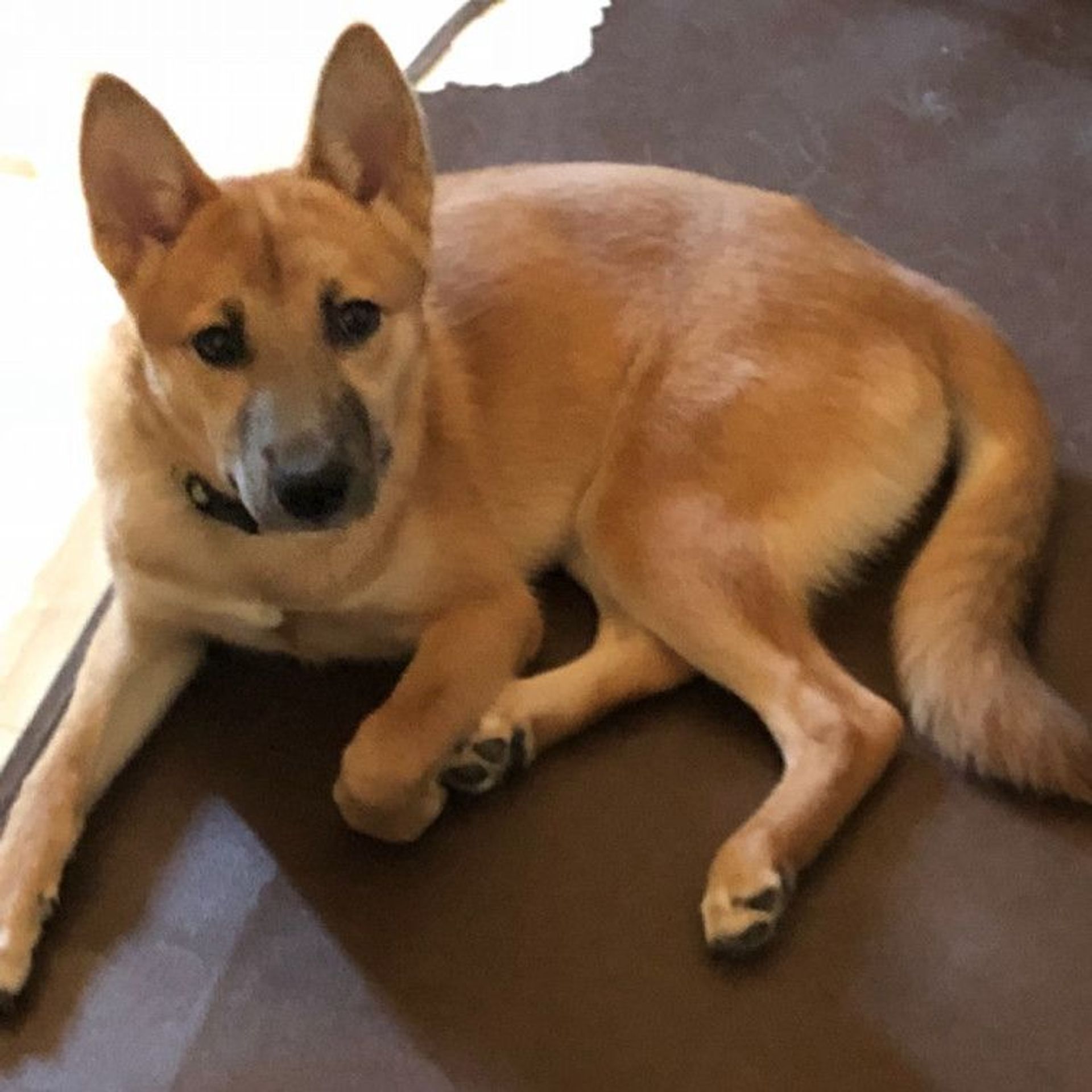 雑種（ミックス犬）・メスの里親募集の写真