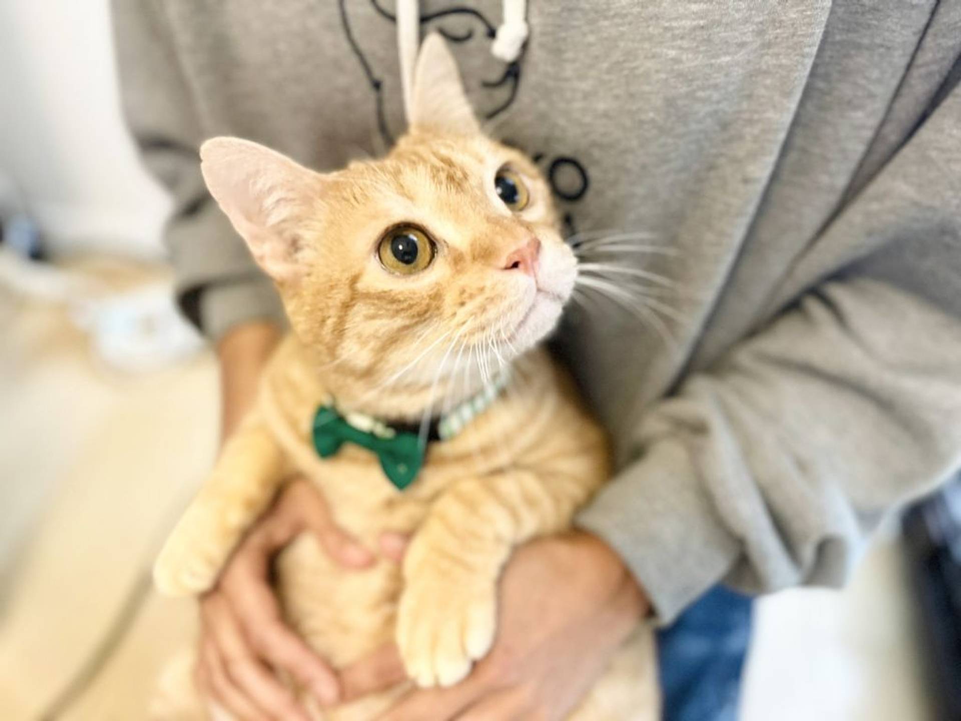 雑種（ミックス猫）・オスの里親募集の写真