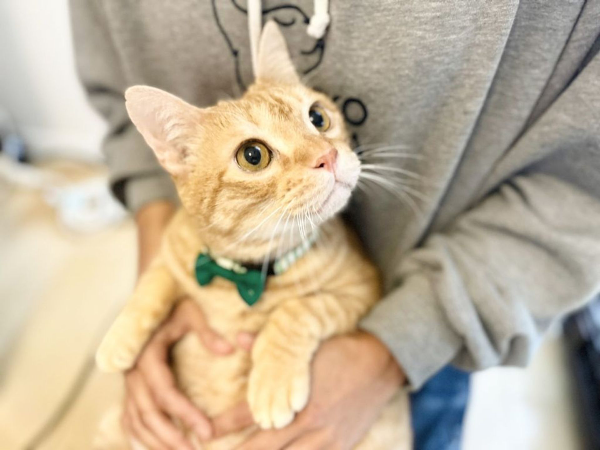 雑種（ミックス猫）・オスの里親募集の写真