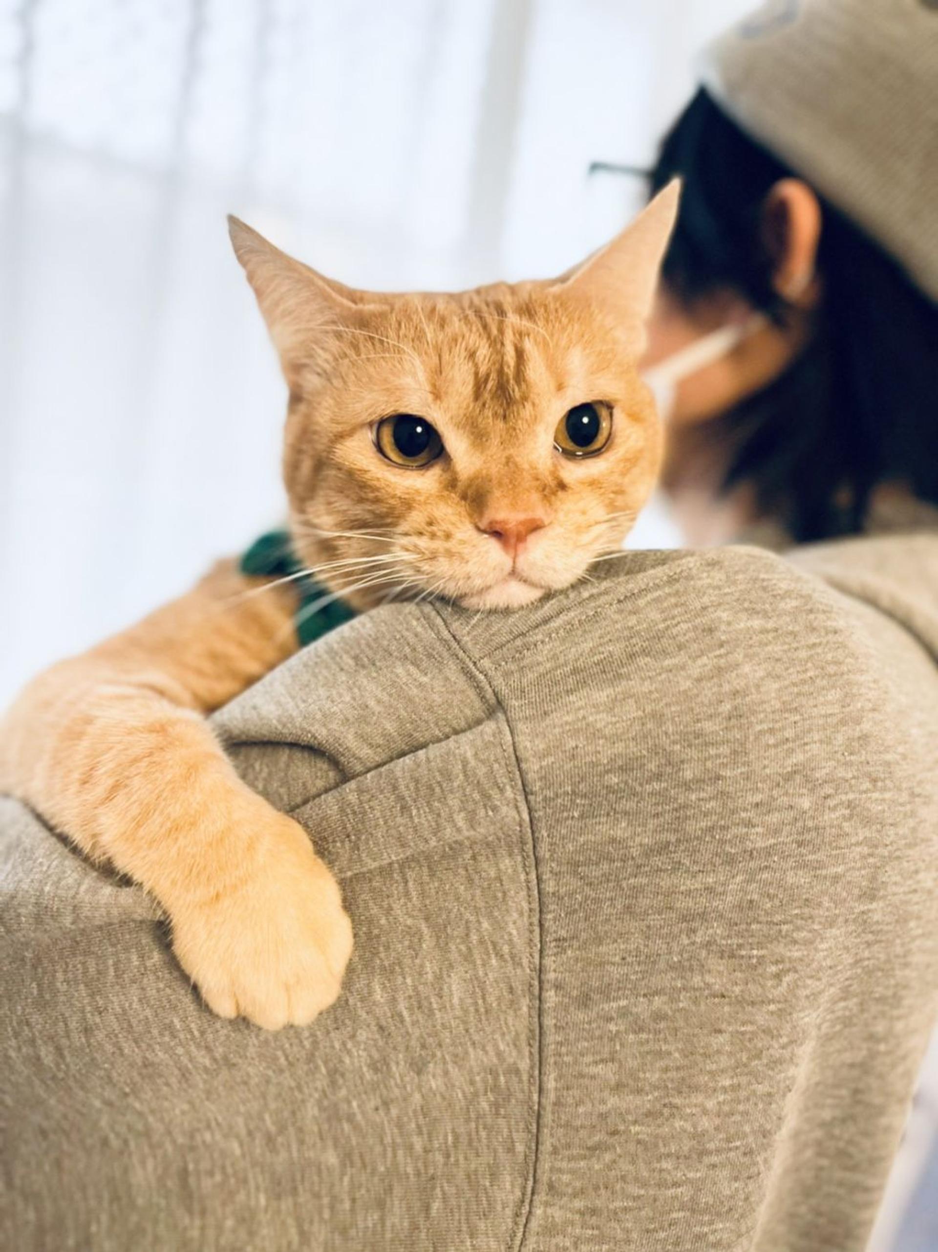 pet-image-2