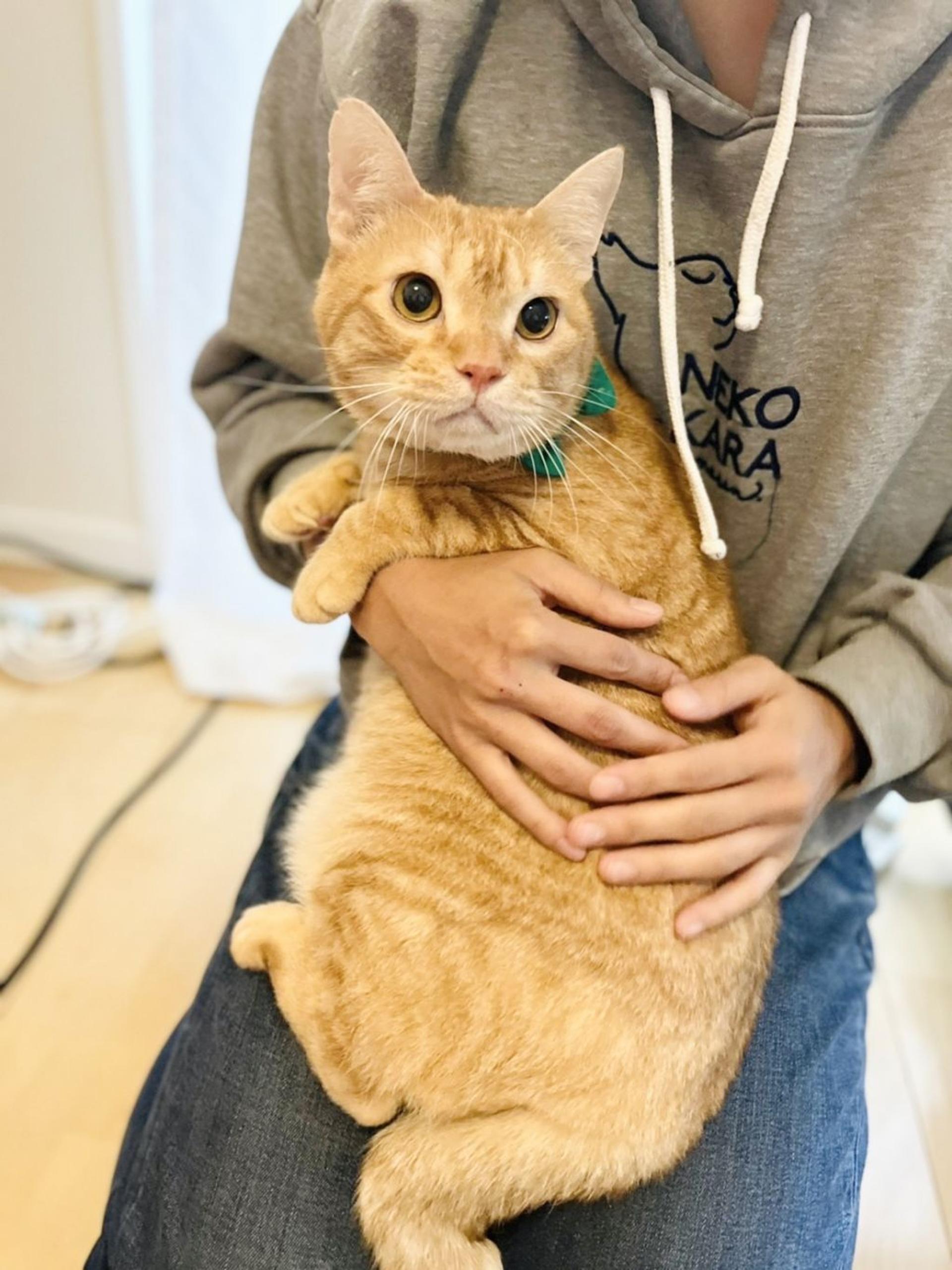 pet-image-3