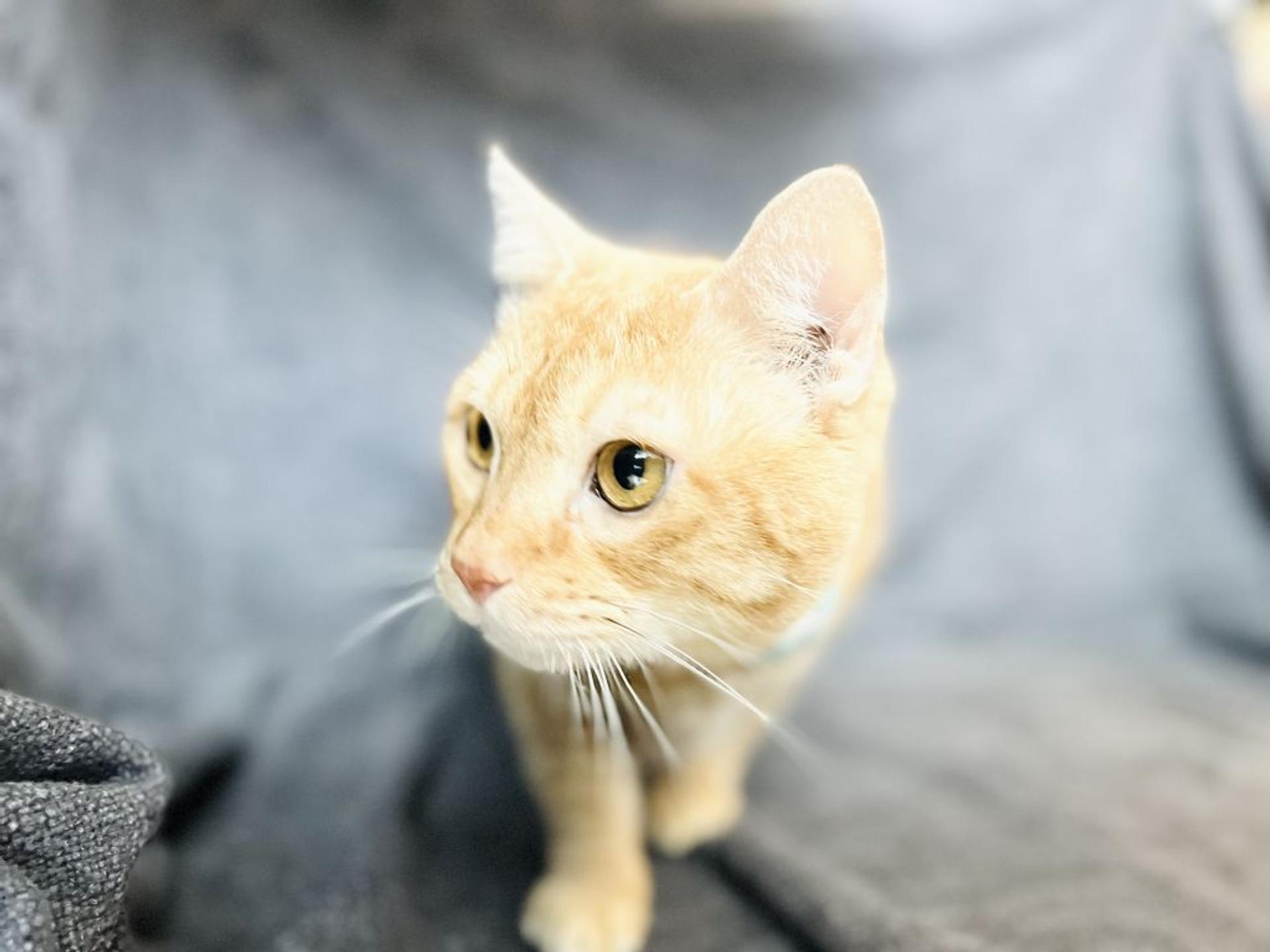 pet-image-4