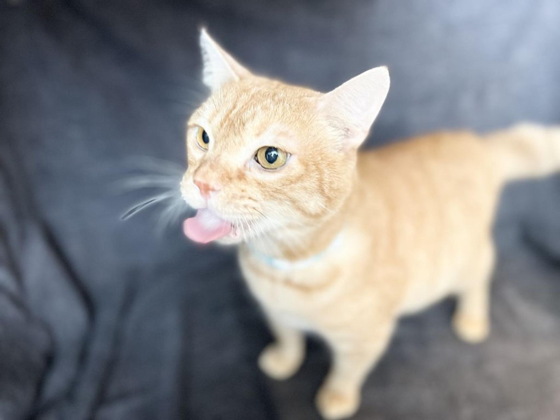 pet-image-6