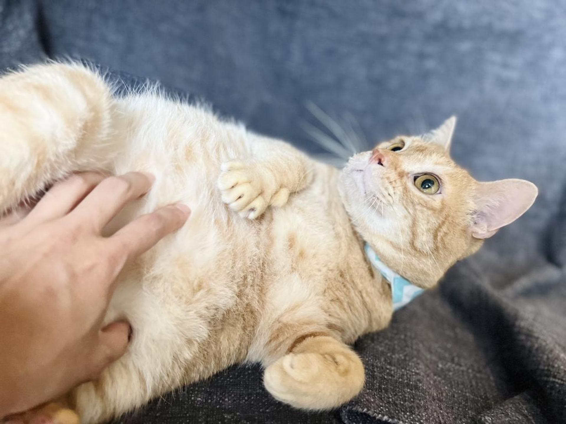 pet-image-7