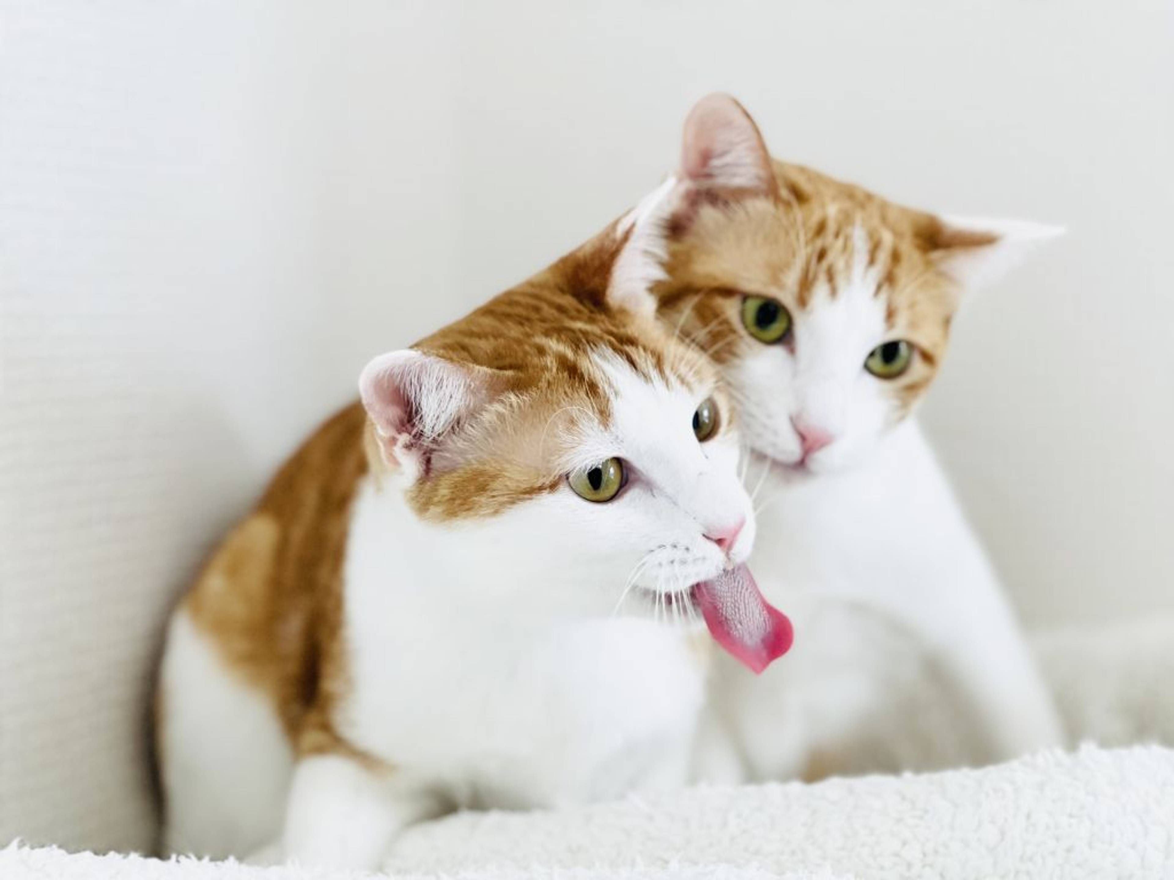 雑種（ミックス猫）・オスの里親募集の写真