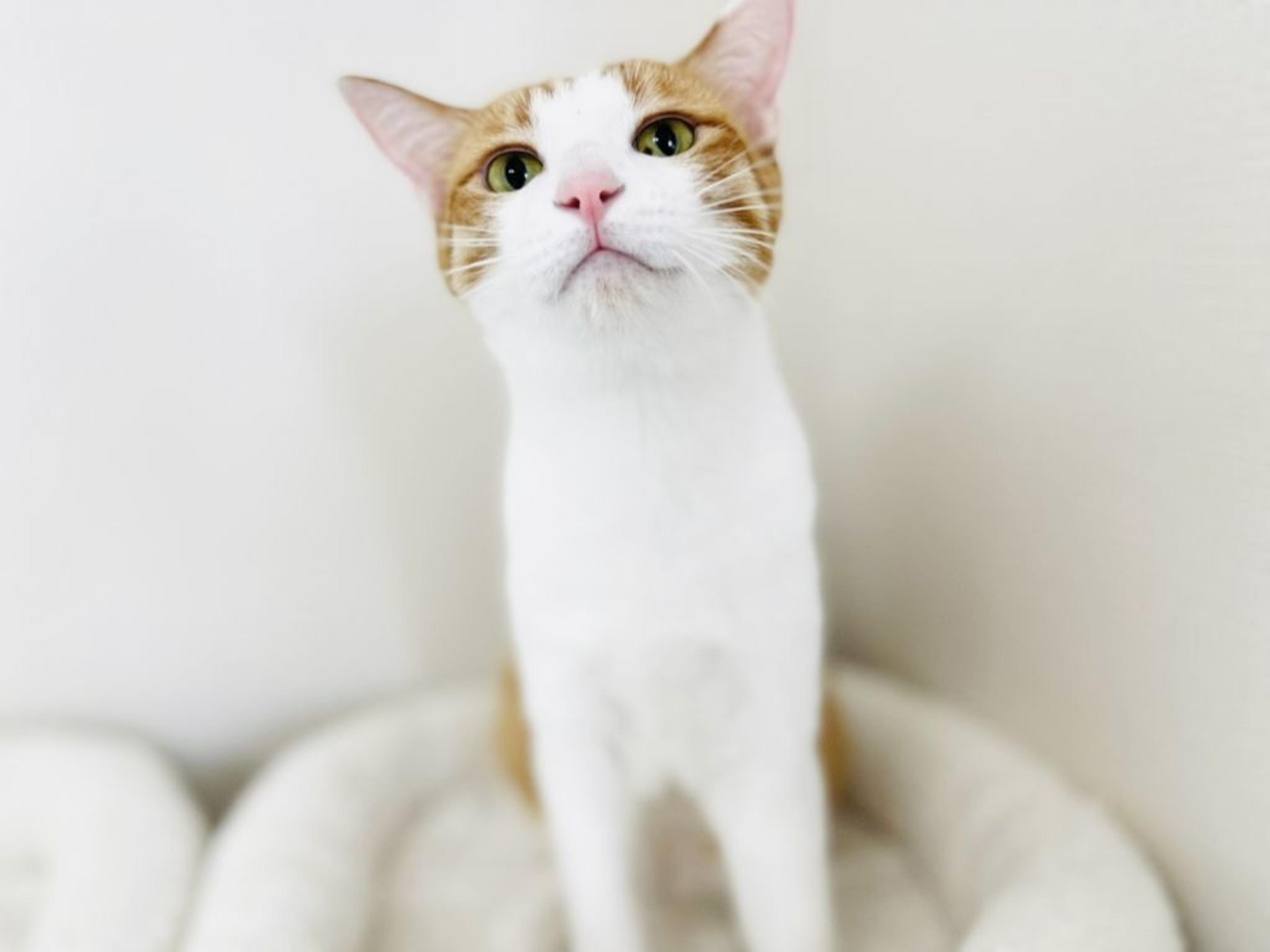 pet-image-3