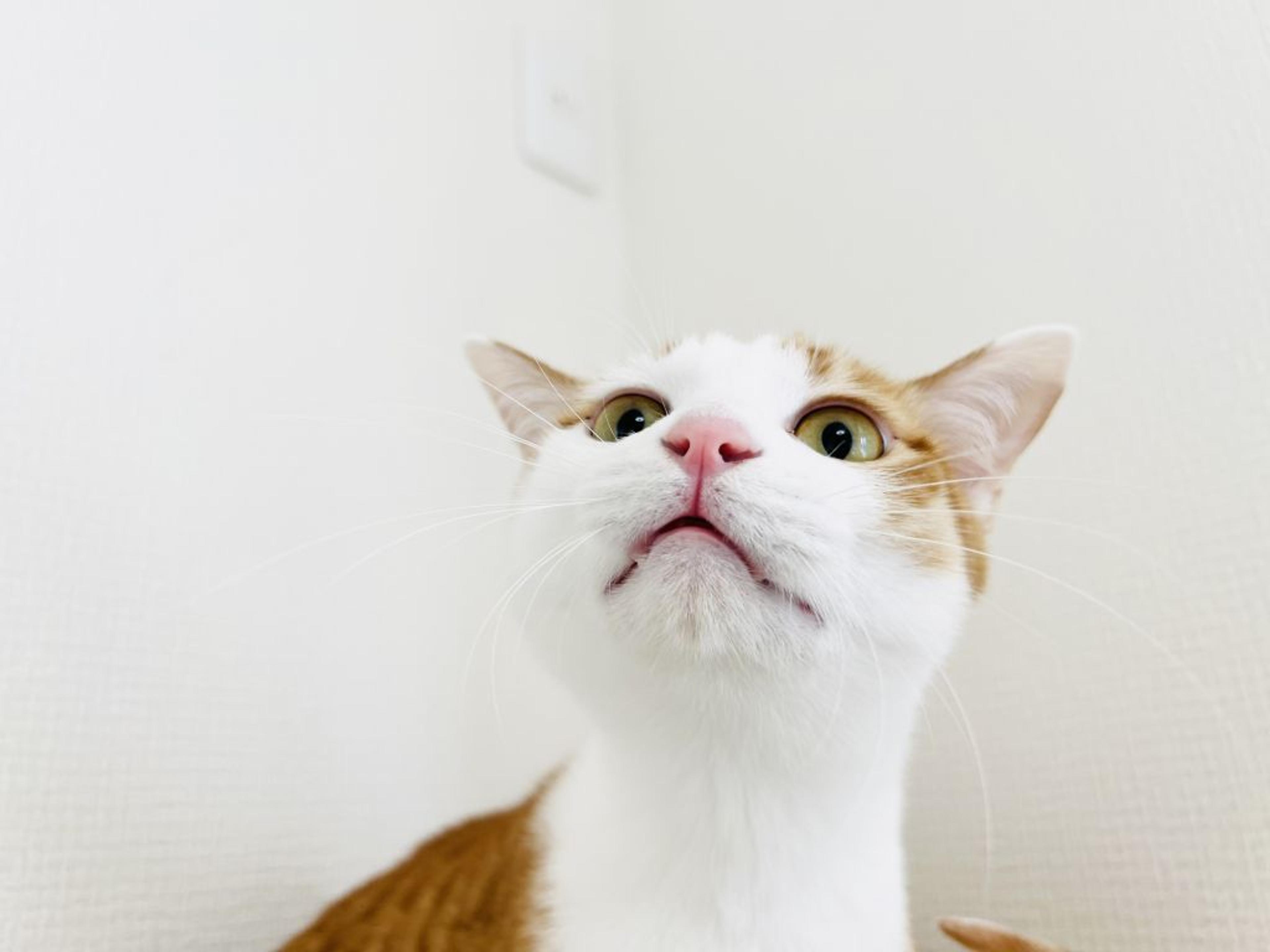 pet-image-4