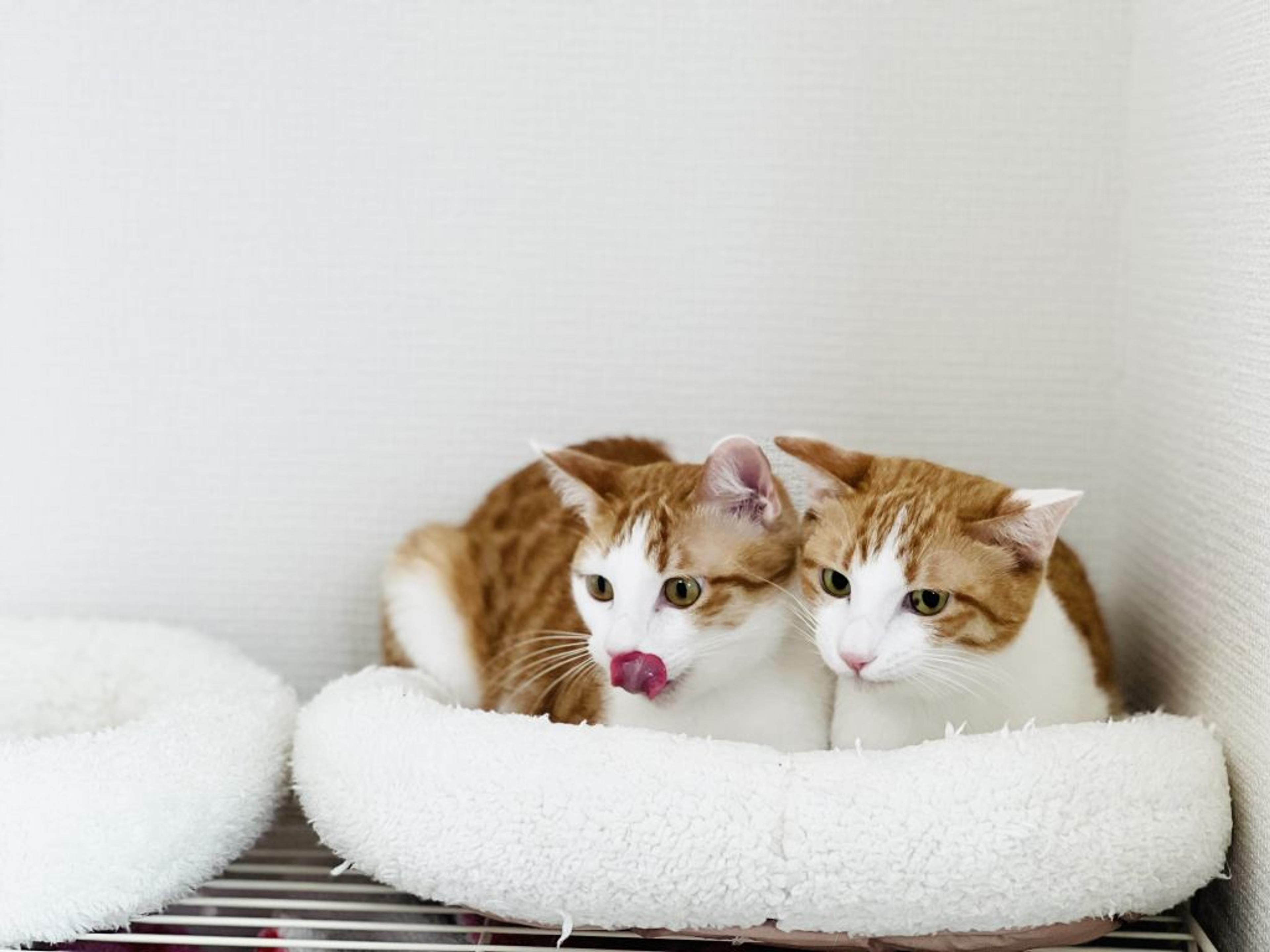 pet-image-5