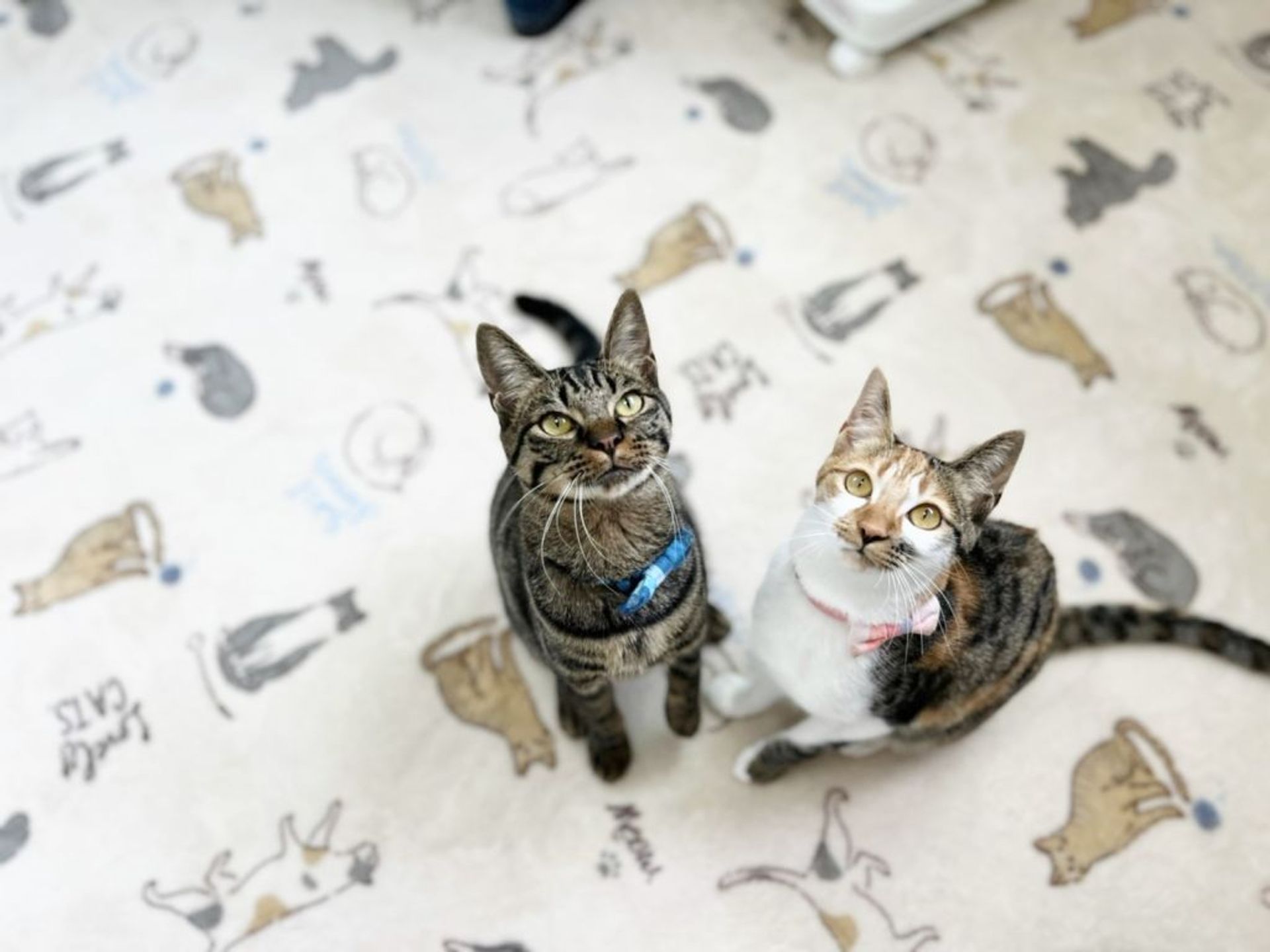 雑種（ミックス猫）・メスの里親募集の写真
