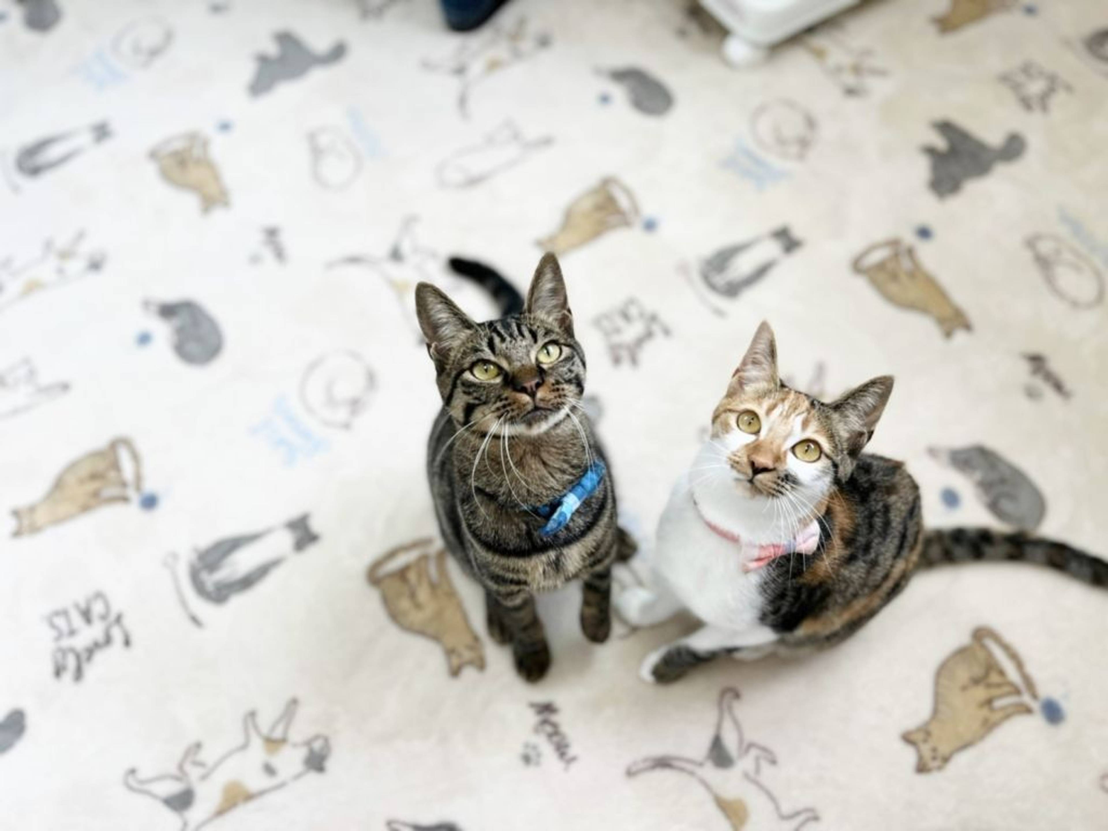 雑種（ミックス猫）・メスの里親募集の写真