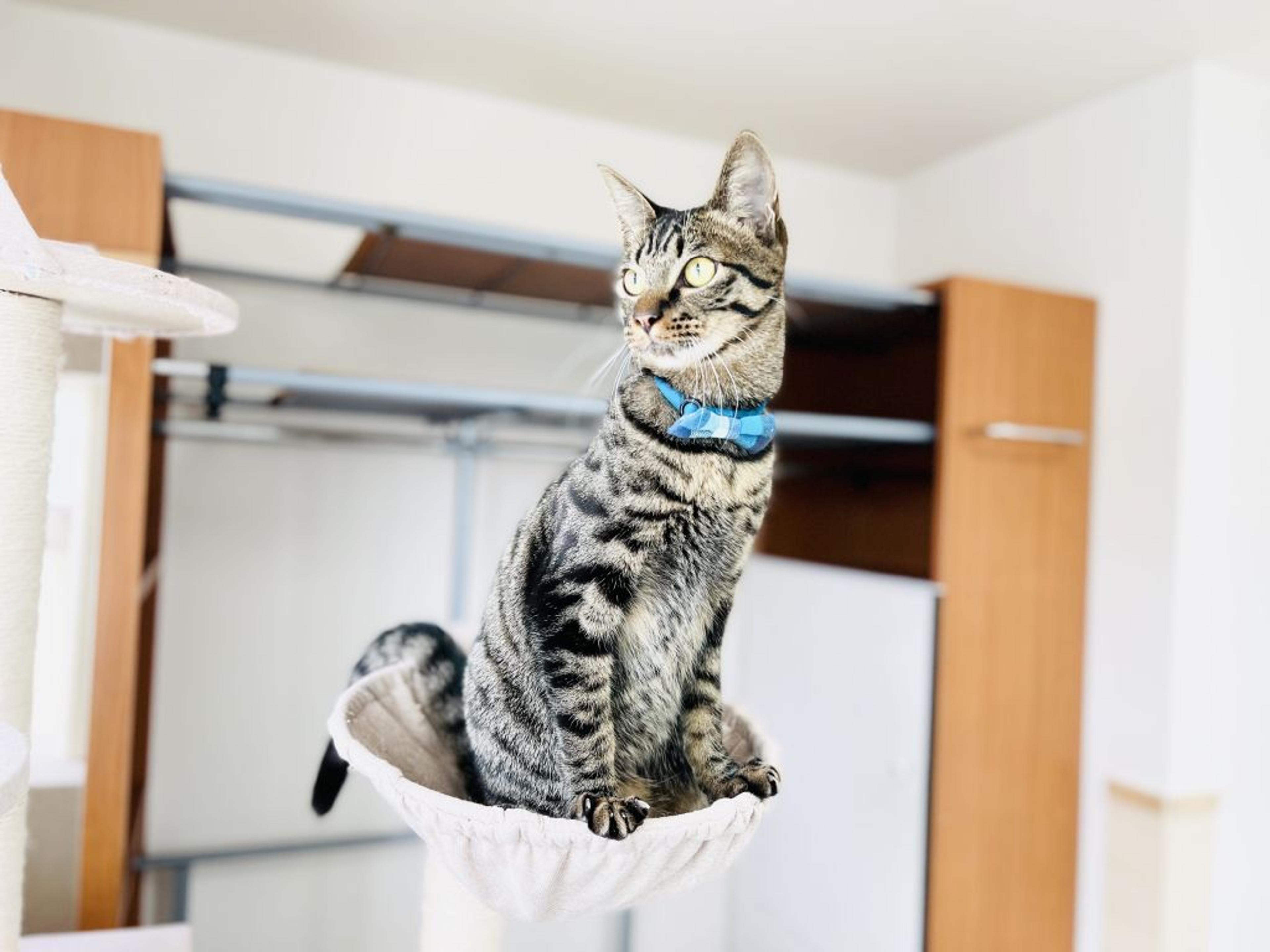 pet-image-4