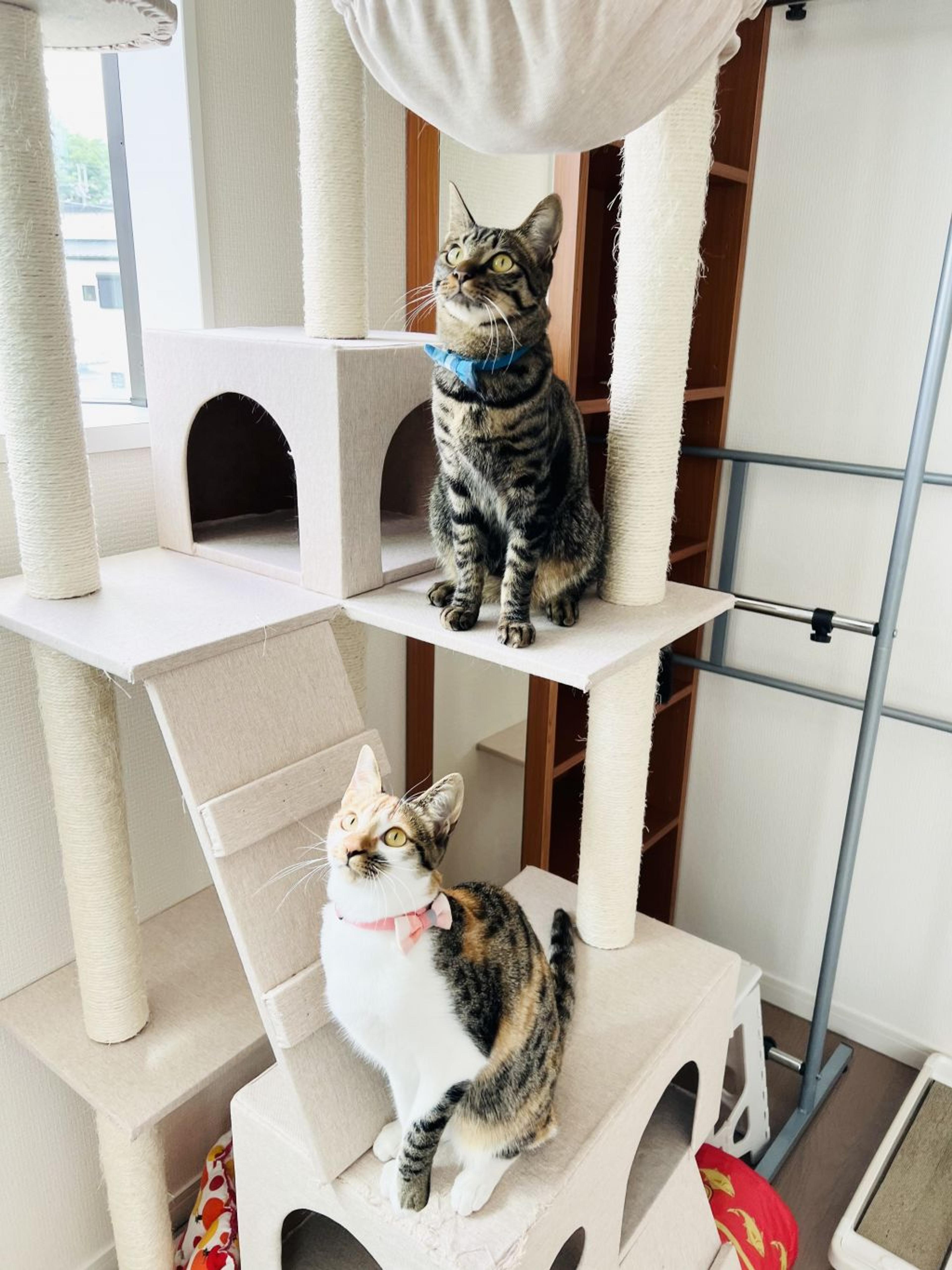 pet-image-5
