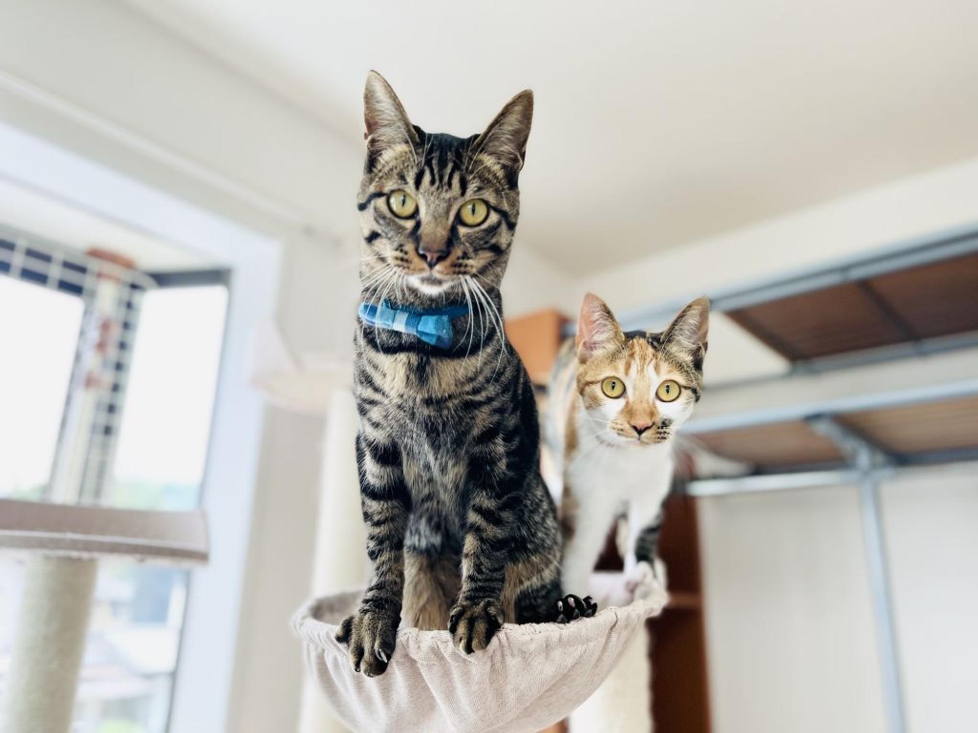 pet-image-7