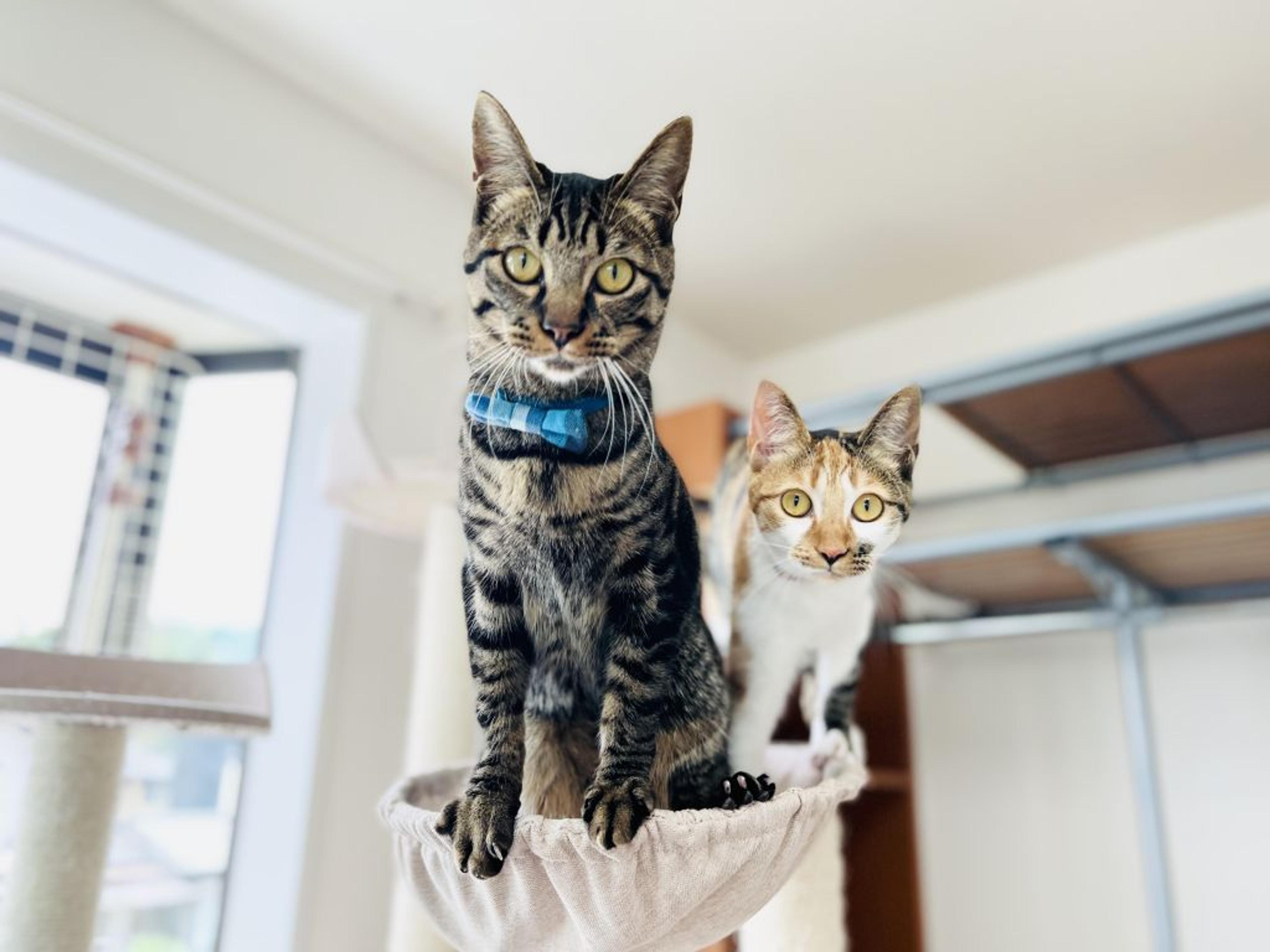 pet-image-7