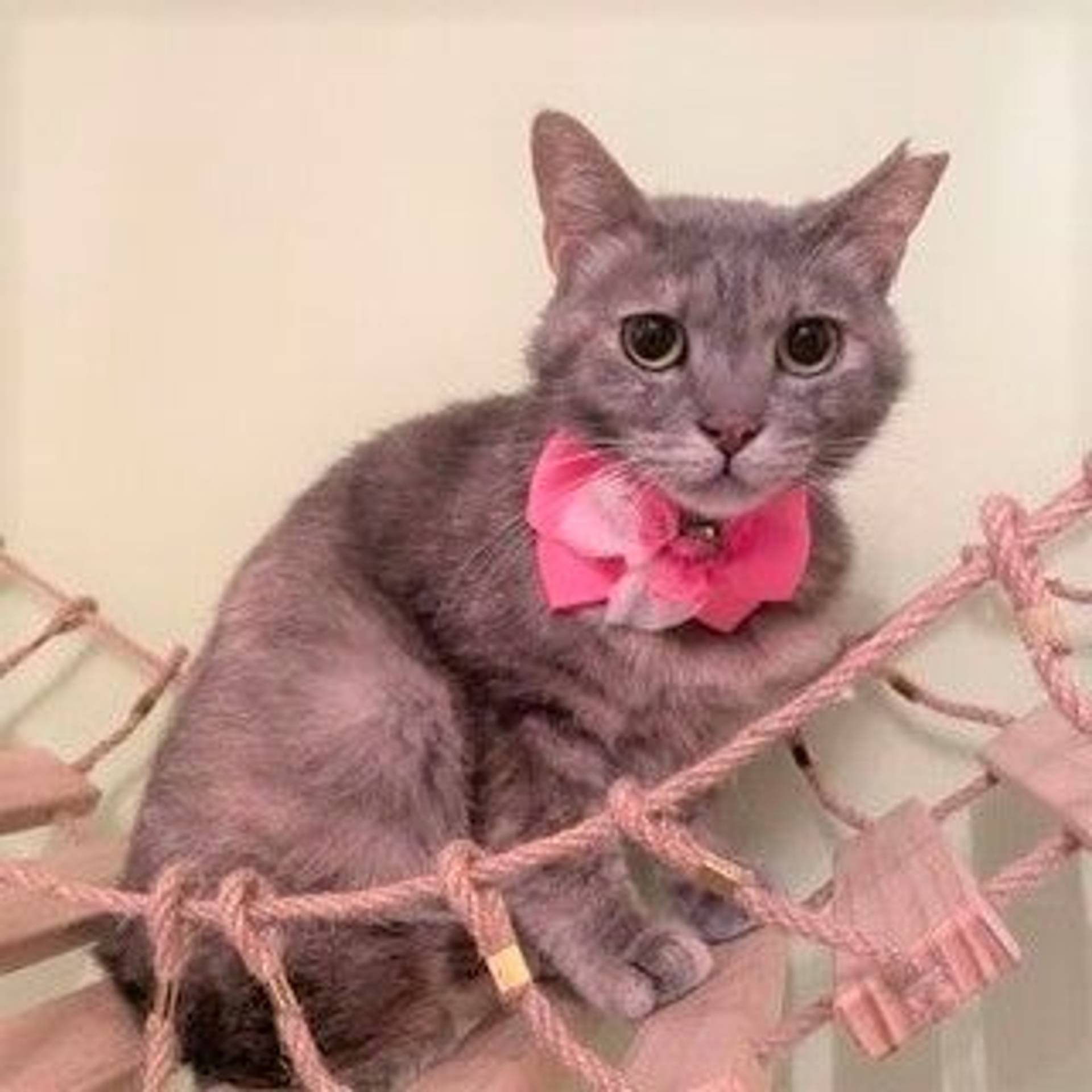 雑種（ミックス猫）・メスの里親募集の写真