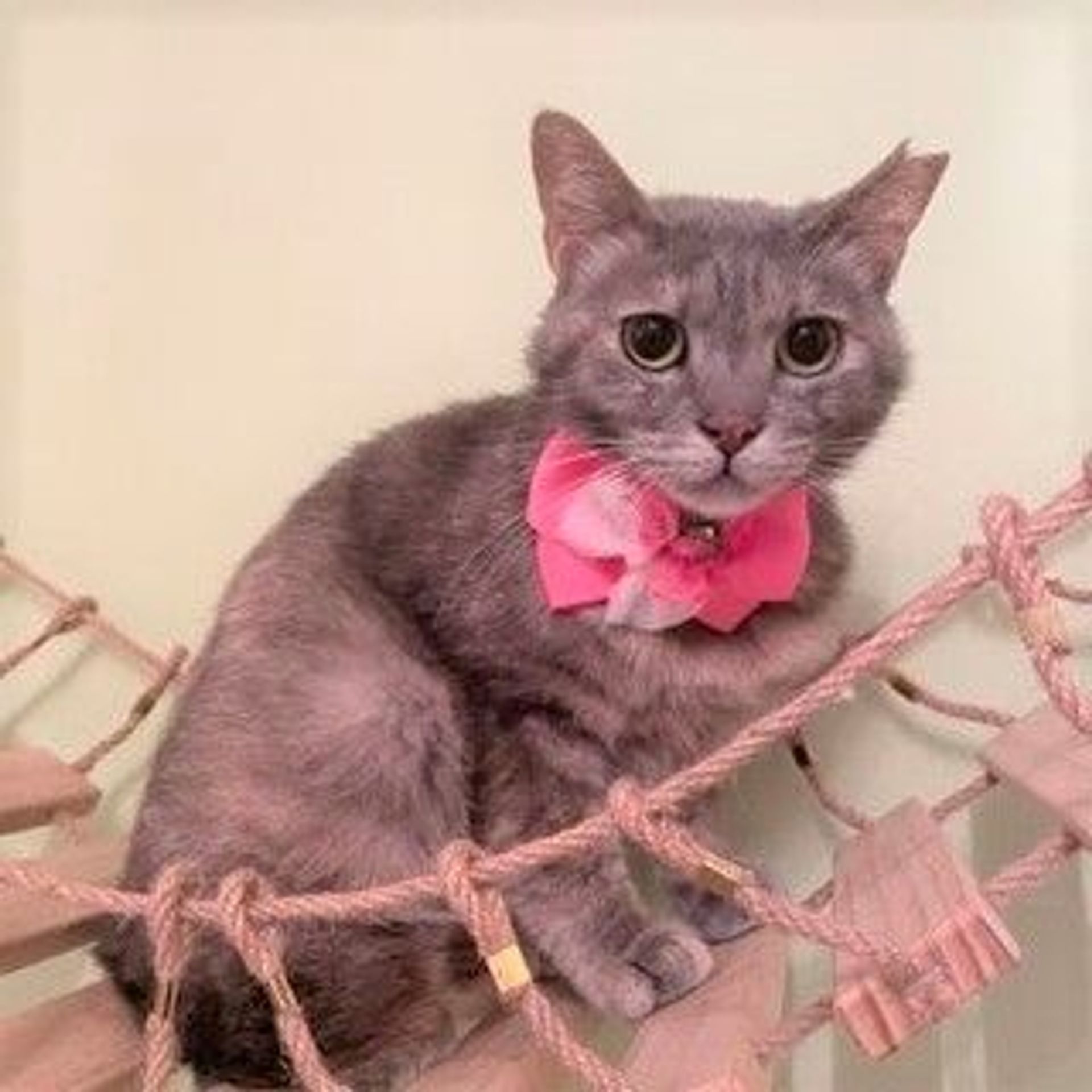 雑種（ミックス猫）・メスの里親募集の写真