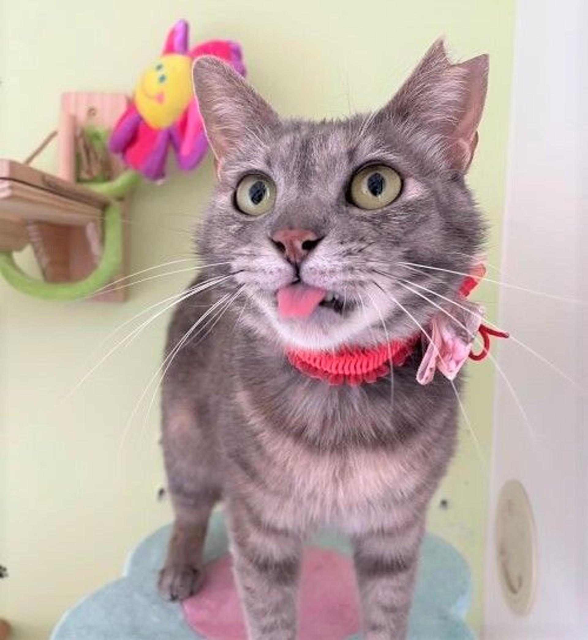 pet-image-2