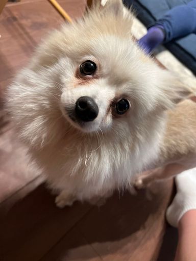 ロッキーズの写真