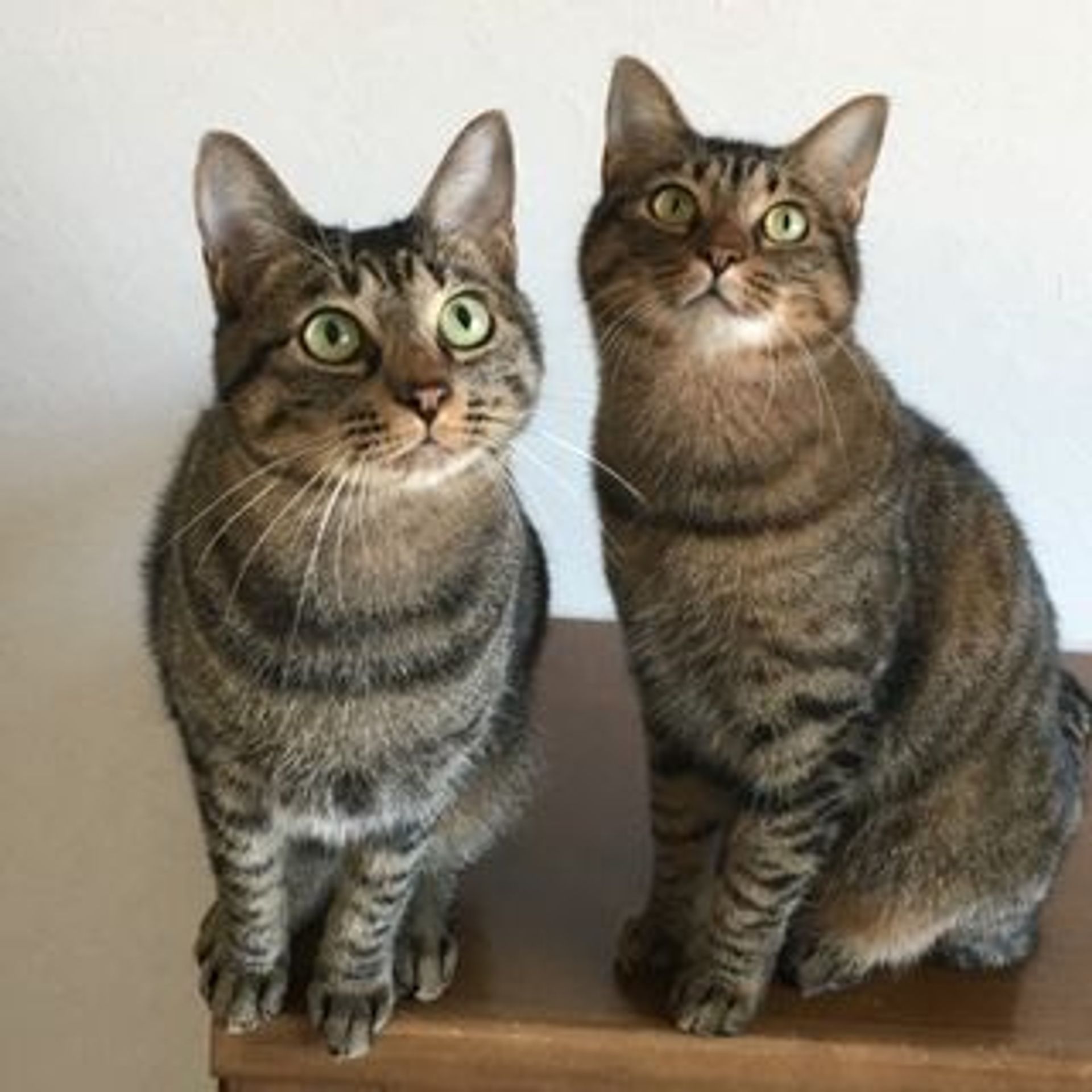 雑種（ミックス猫）・オスの里親募集の写真