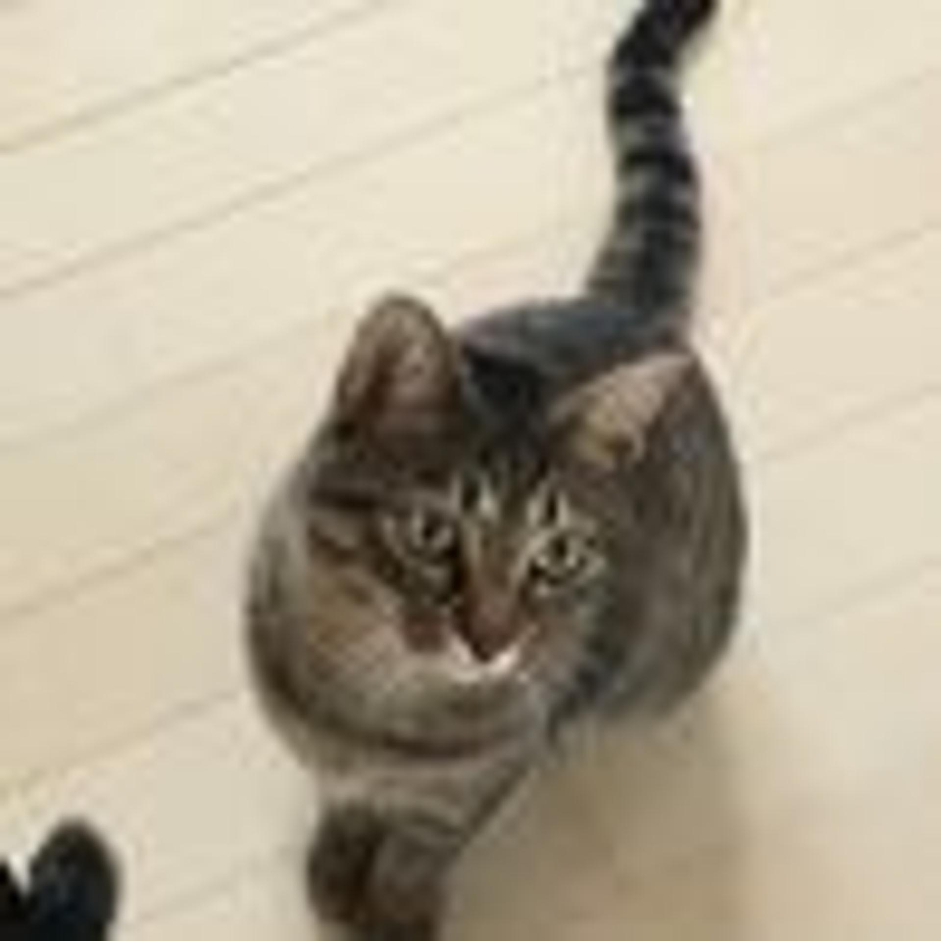 pet-image-2