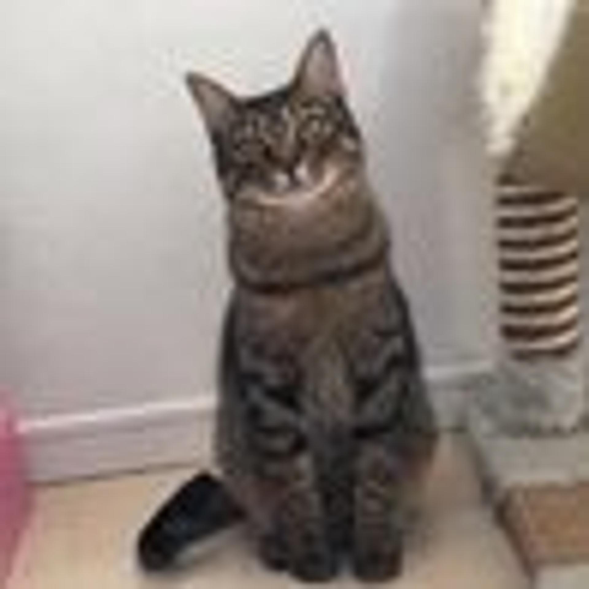 pet-image-3