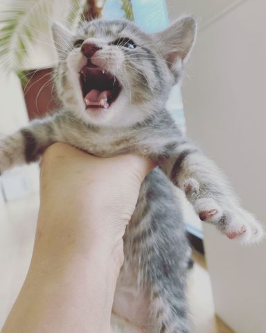 サミーの写真