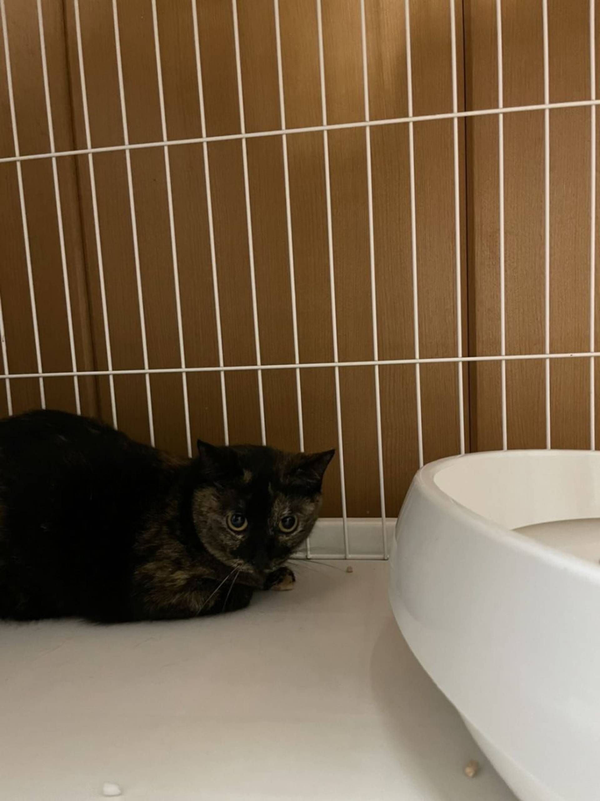 雑種（ミックス猫）・メスの里親募集の写真
