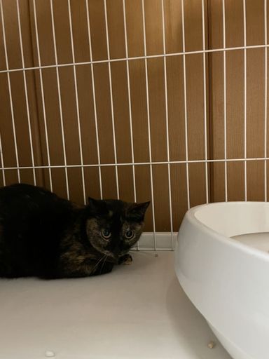 あめちゃんの写真