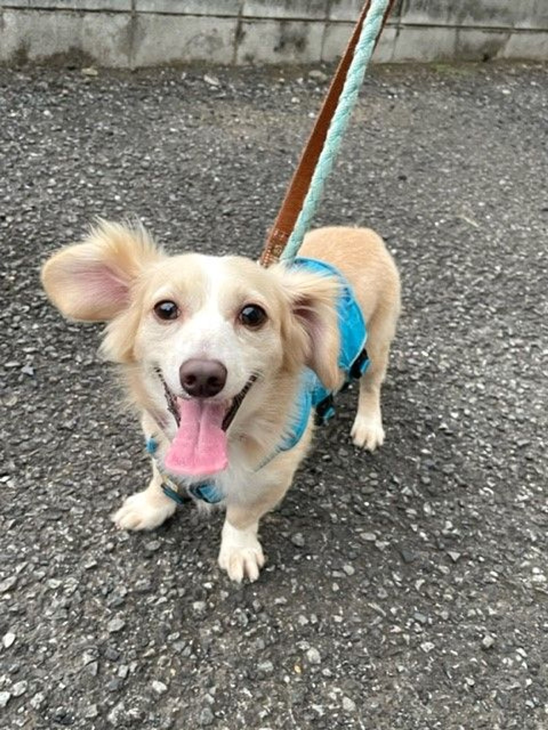 雑種（ミックス犬）・オスの里親募集の写真